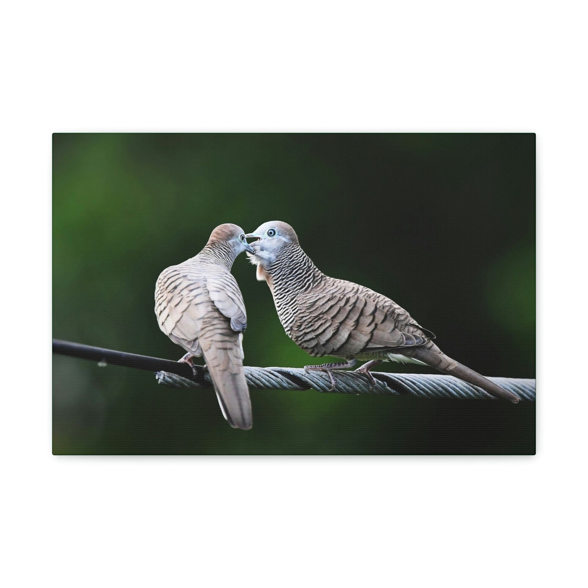 Scripture Walls Zebra Dove Couple Zebra Dove Couple Print Animal Wall Art Wildlife Canvas Prints Wall Art Ready to Hang Unframed-Express Your Love Gifts