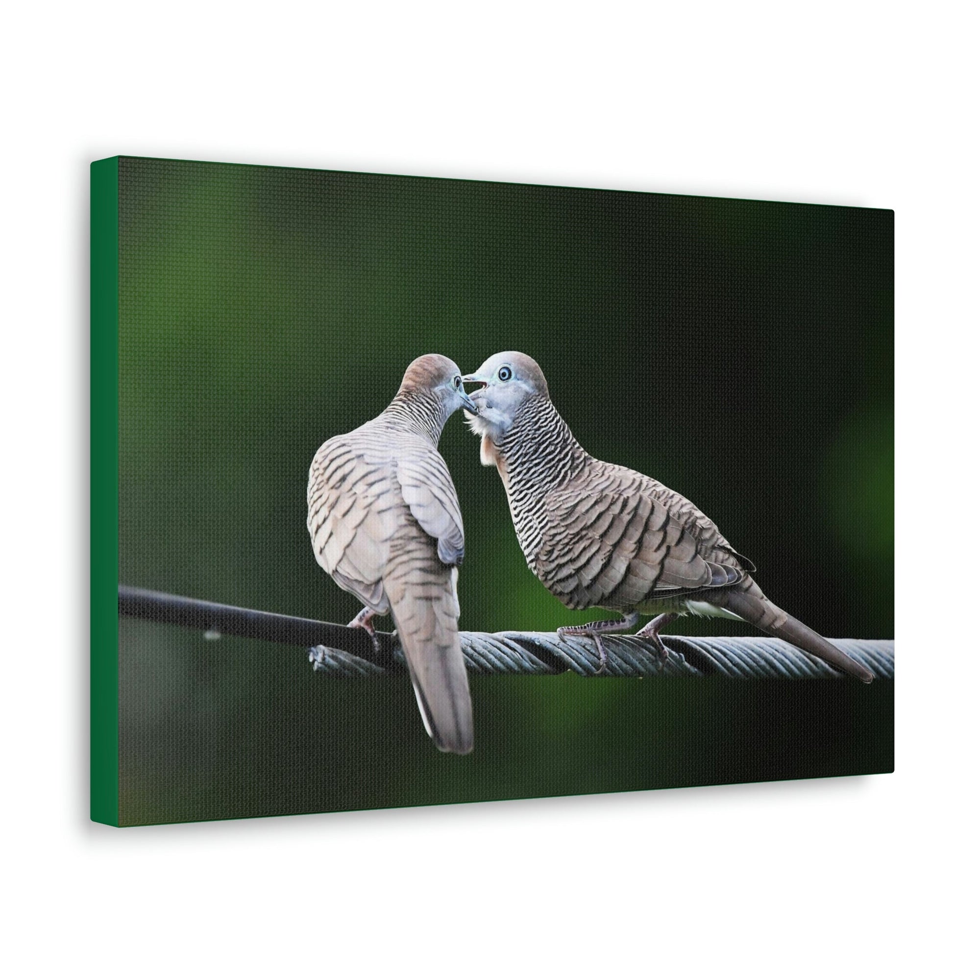 Scripture Walls Zebra Dove Couple Zebra Dove Couple Print Animal Wall Art Wildlife Canvas Prints Wall Art Ready to Hang Unframed-Express Your Love Gifts