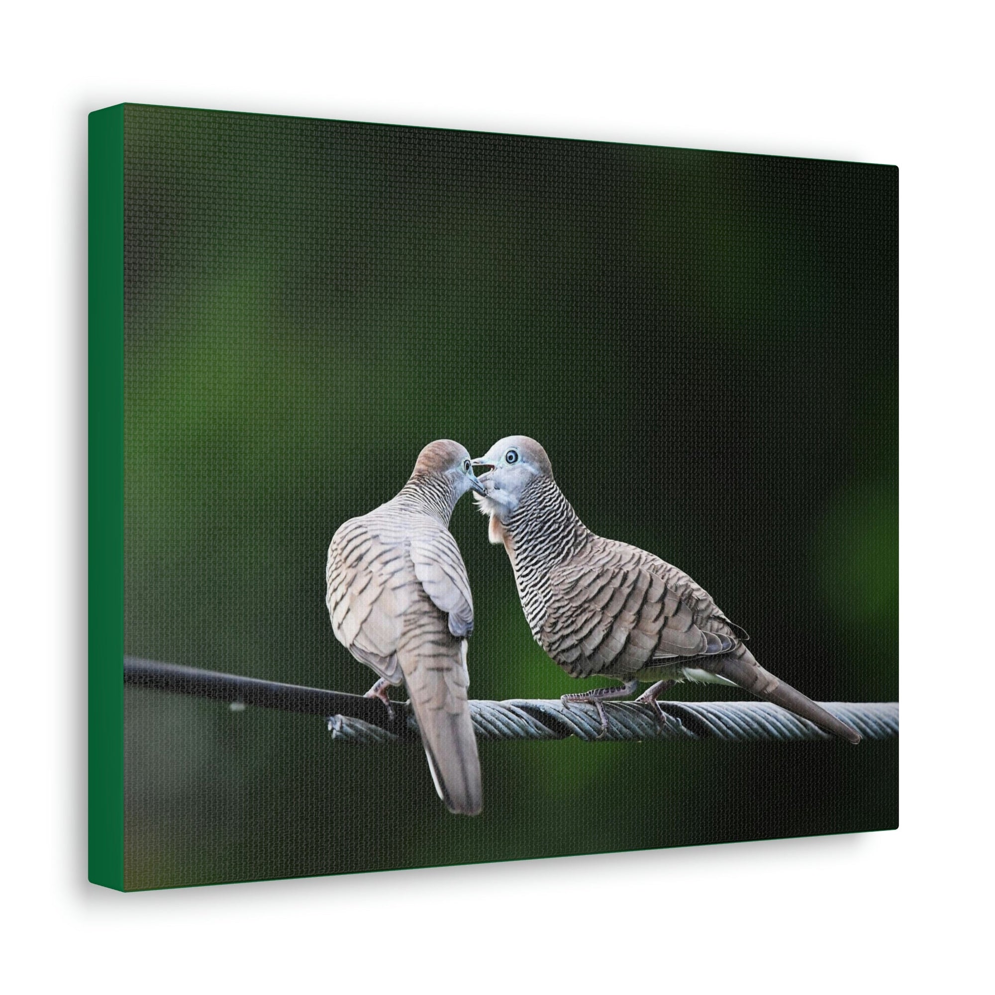 Scripture Walls Zebra Dove Couple Zebra Dove Couple Print Animal Wall Art Wildlife Canvas Prints Wall Art Ready to Hang Unframed-Express Your Love Gifts