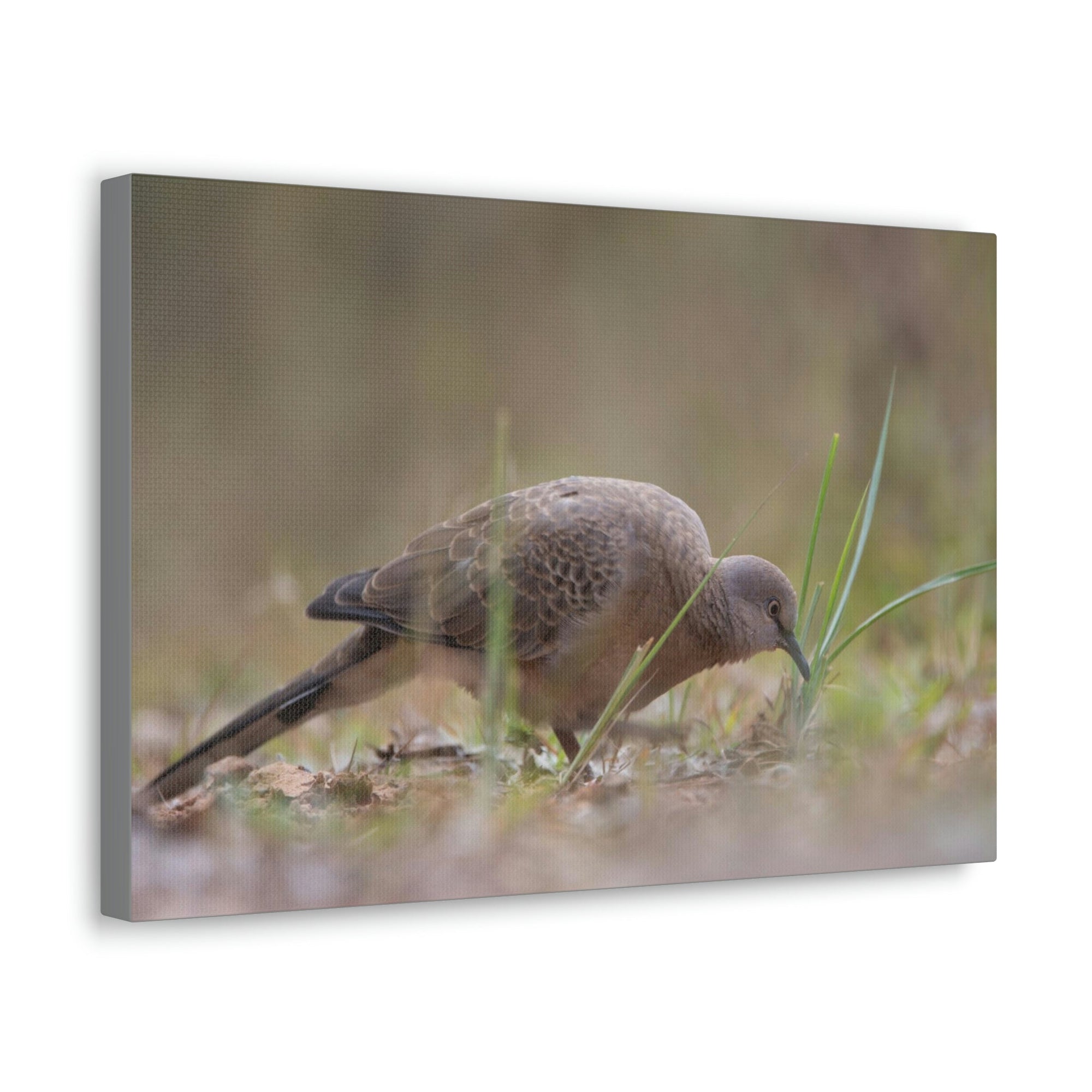 Scripture Walls Zebra Dove Hunting Zebra Dove on Hunt Print Animal Wall Art Wildlife Canvas Prints Wall Art Ready to Hang Unframed-Express Your Love Gifts