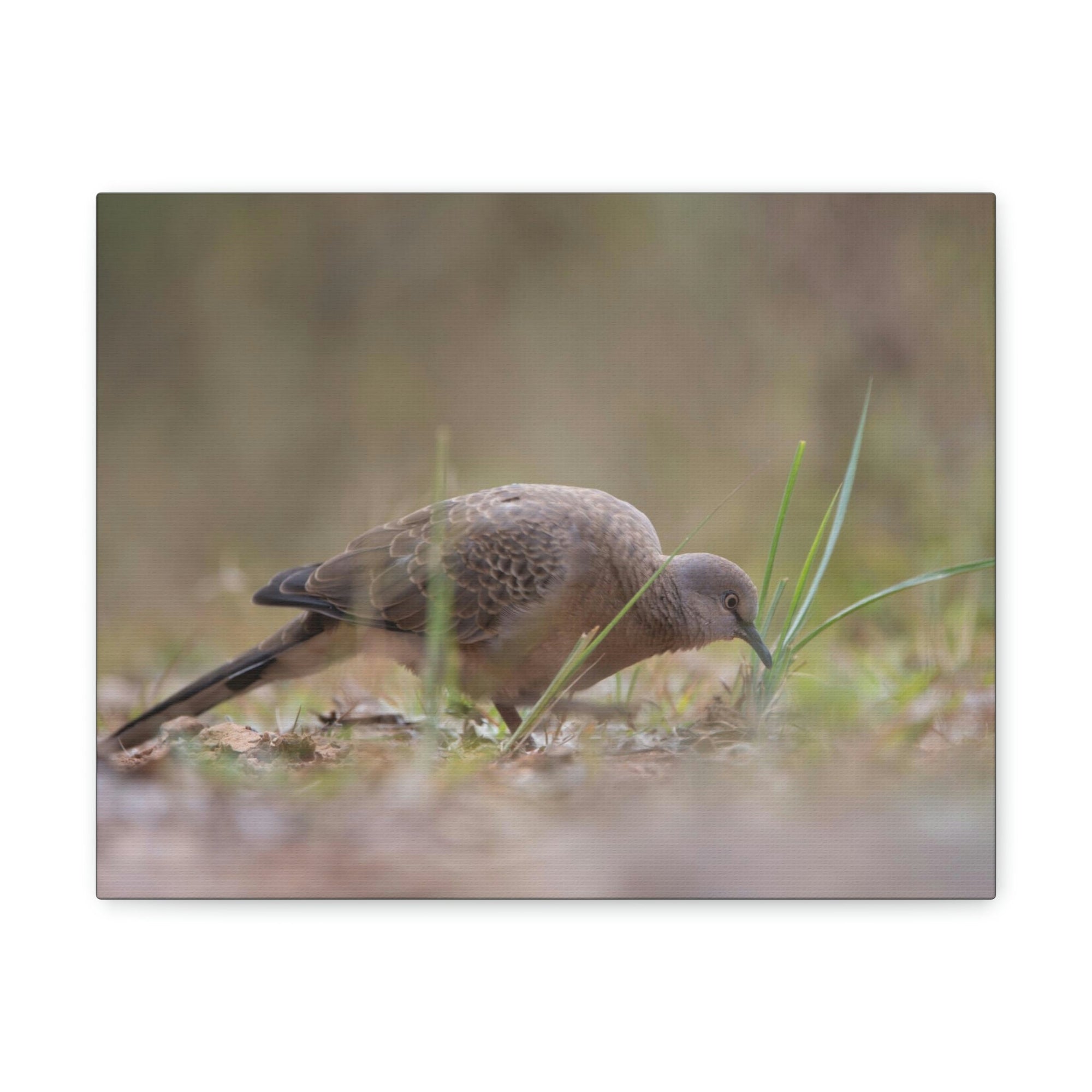 Scripture Walls Zebra Dove Hunting Zebra Dove on Hunt Print Animal Wall Art Wildlife Canvas Prints Wall Art Ready to Hang Unframed-Express Your Love Gifts