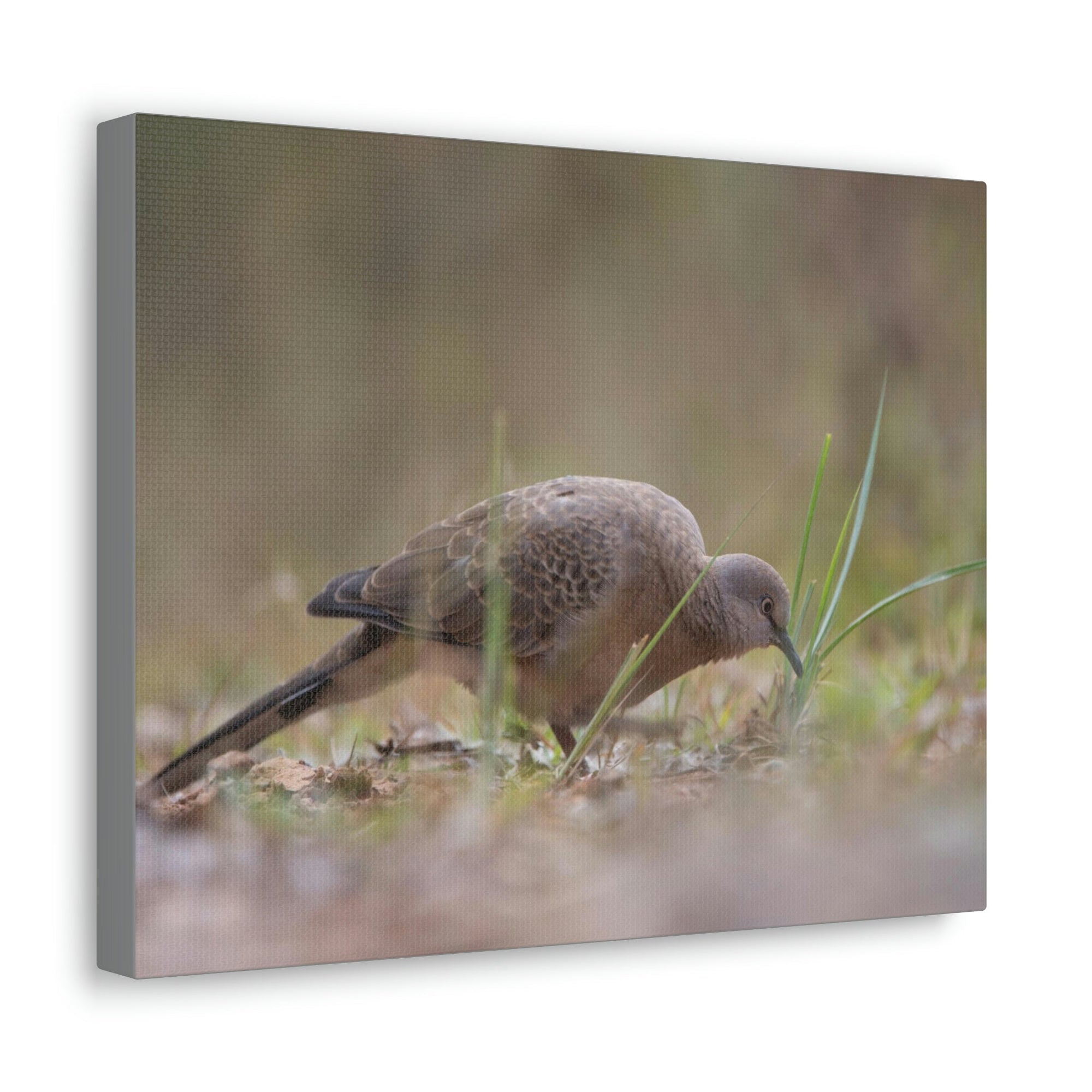 Scripture Walls Zebra Dove Hunting Zebra Dove on Hunt Print Animal Wall Art Wildlife Canvas Prints Wall Art Ready to Hang Unframed-Express Your Love Gifts