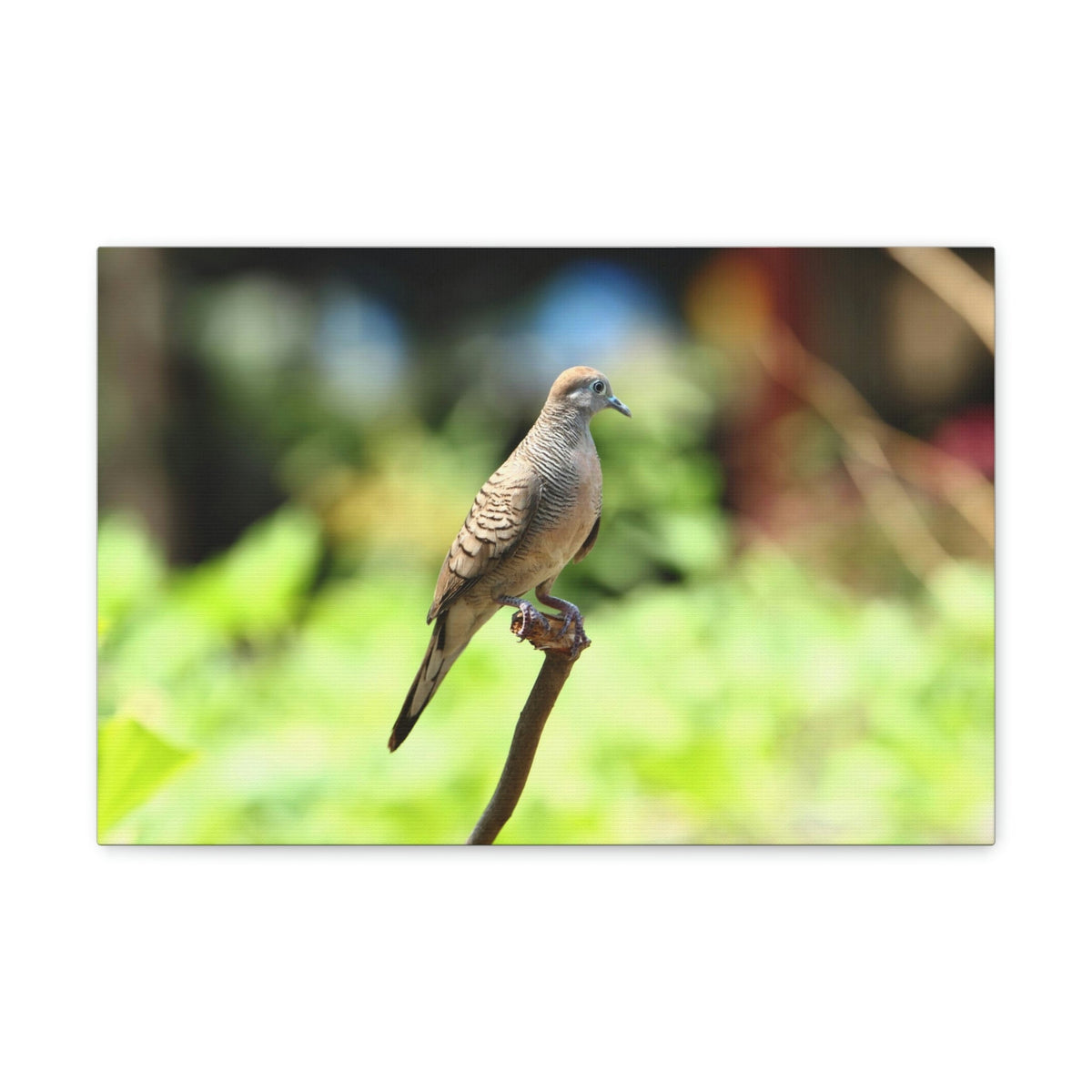 Scripture Walls Zebra Dove Perching on a Wood Print Animal Wall Art Wildlife Canvas Prints Wall Art Ready to Hang Unframed-Express Your Love Gifts