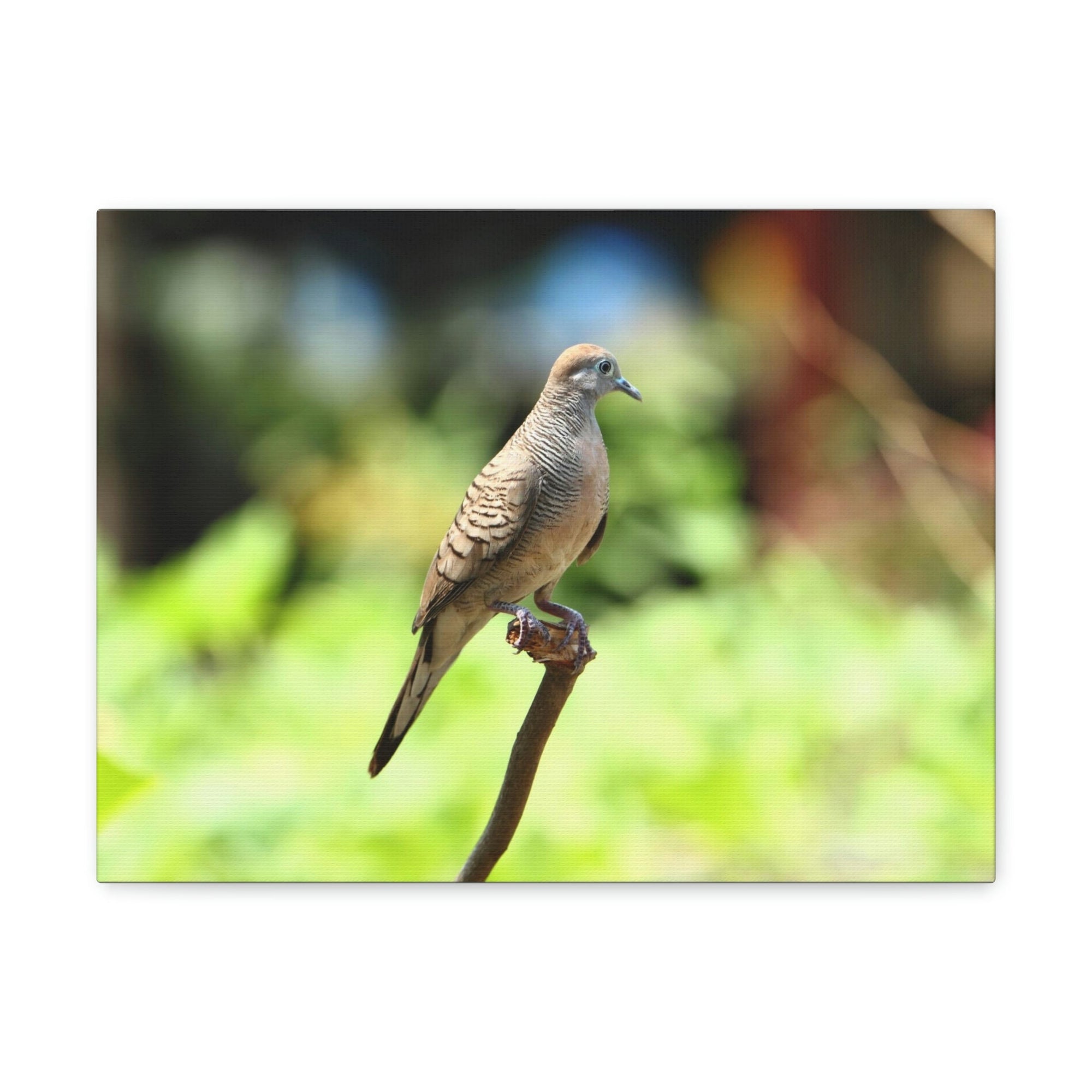 Scripture Walls Zebra Dove Perching on a Wood Print Animal Wall Art Wildlife Canvas Prints Wall Art Ready to Hang Unframed-Express Your Love Gifts