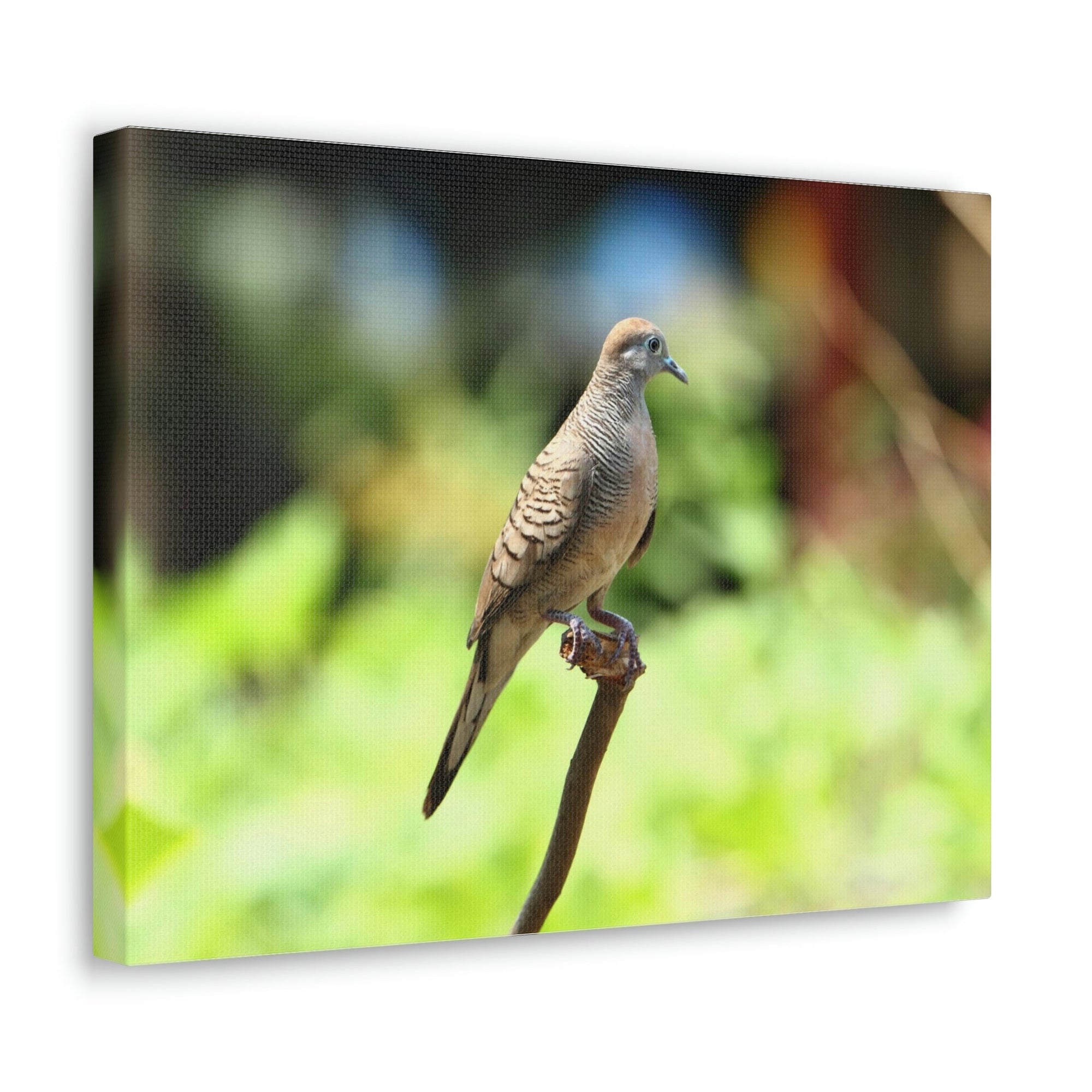 Scripture Walls Zebra Dove Perching on a Wood Print Animal Wall Art Wildlife Canvas Prints Wall Art Ready to Hang Unframed-Express Your Love Gifts