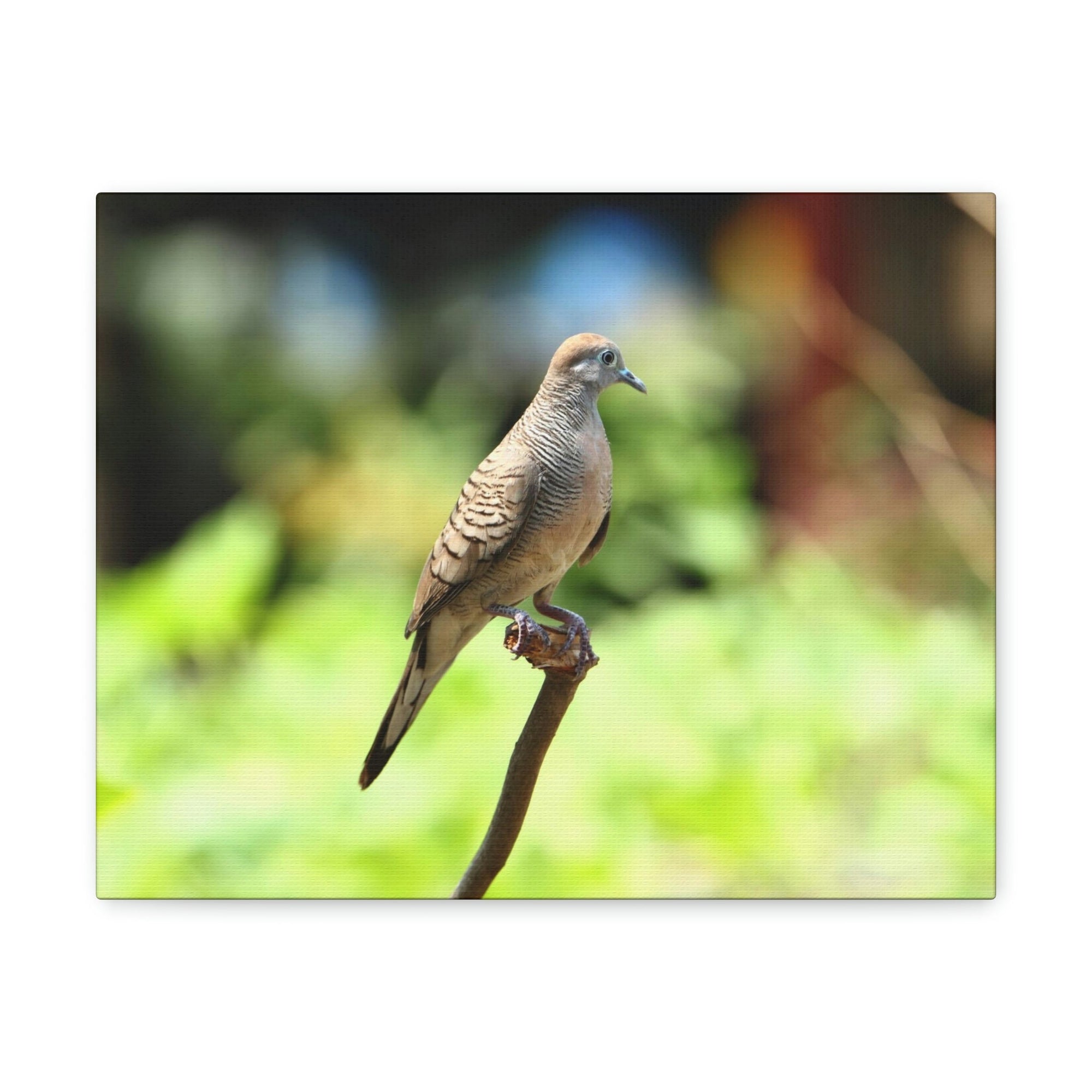 Scripture Walls Zebra Dove Perching on a Wood Print Animal Wall Art Wildlife Canvas Prints Wall Art Ready to Hang Unframed-Express Your Love Gifts