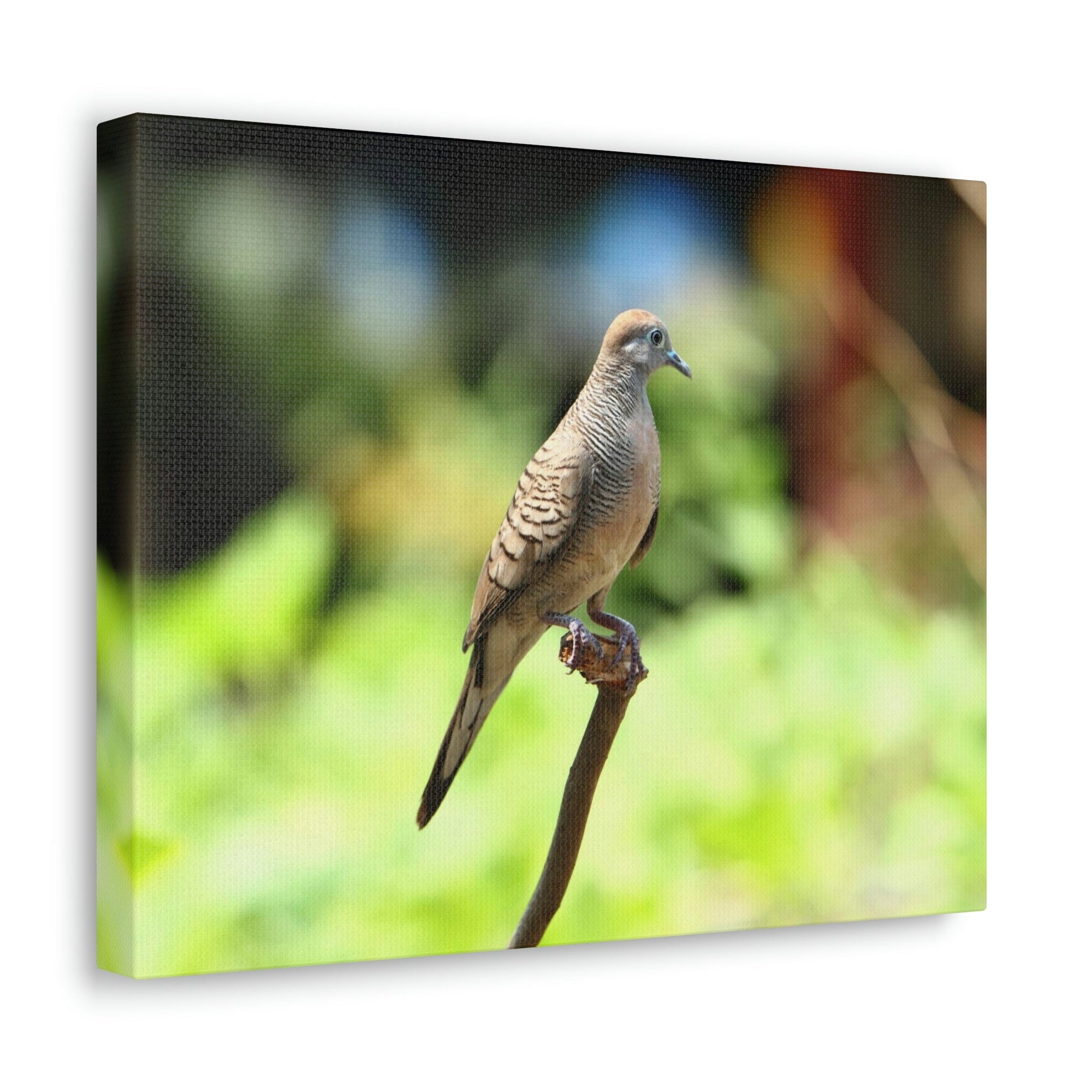 Scripture Walls Zebra Dove Perching on a Wood Print Animal Wall Art Wildlife Canvas Prints Wall Art Ready to Hang Unframed-Express Your Love Gifts