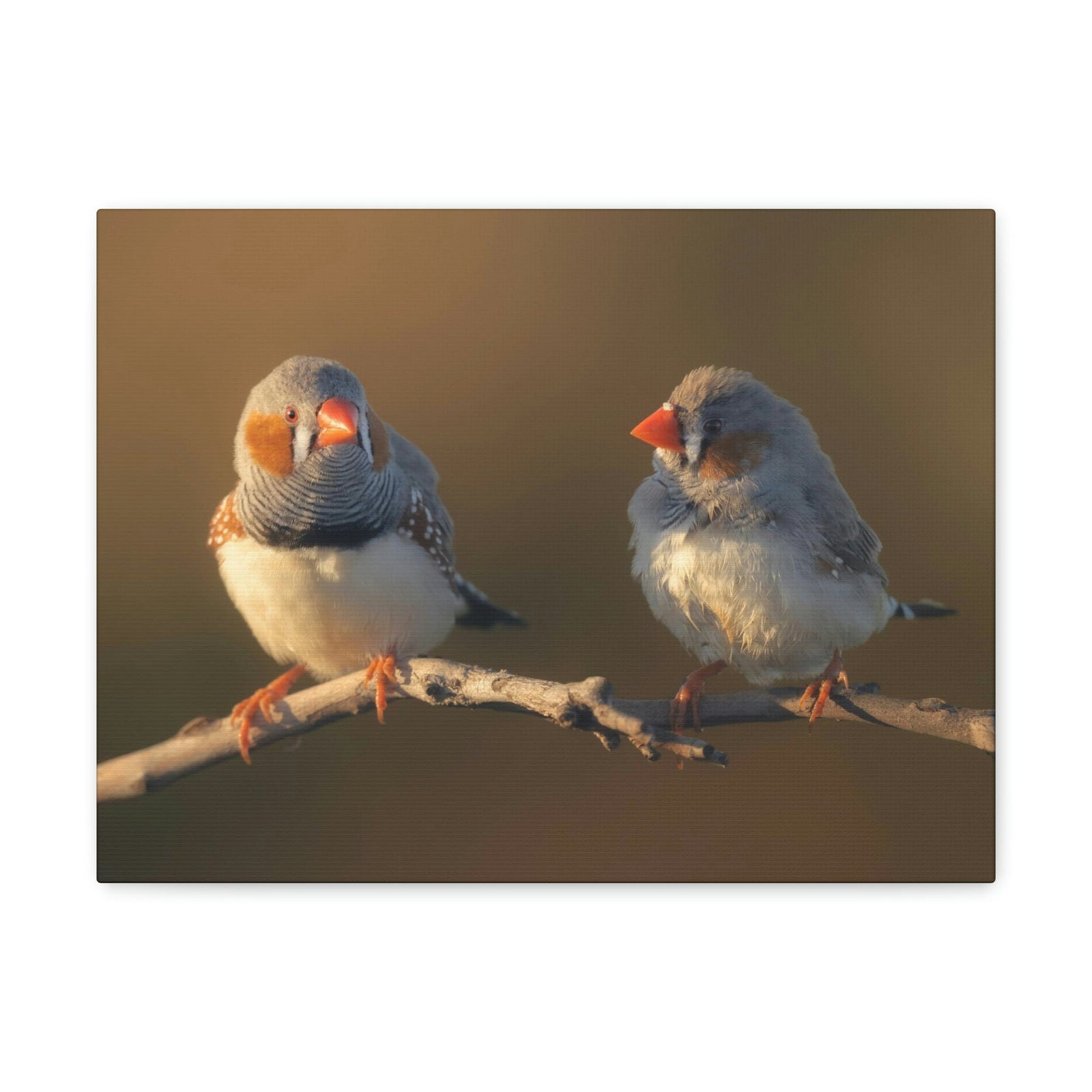 Scripture Walls Zebra Finch Couple Perched on a Branch on Warm Light Print Animal Wall Art Wildlife Canvas Prints Wall Art Ready to Hang Unframed-Express Your Love Gifts