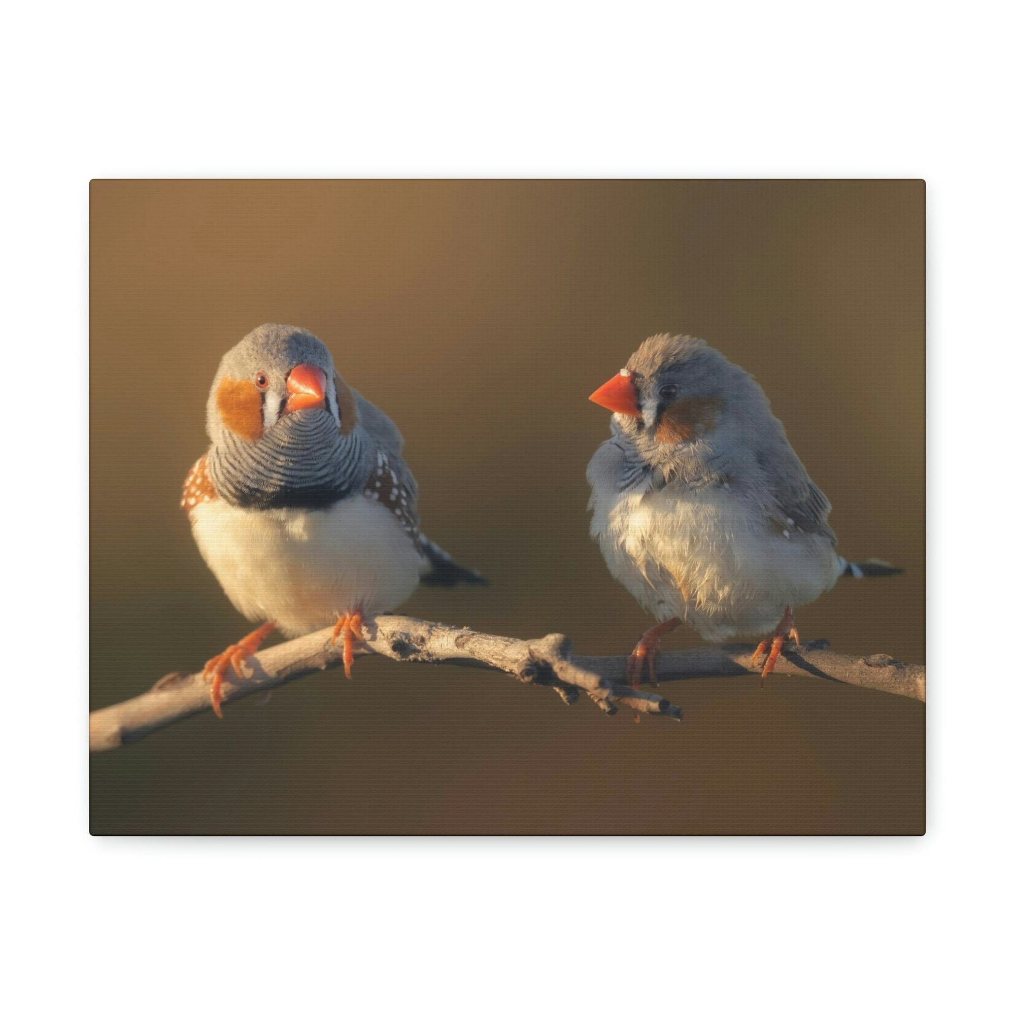 Scripture Walls Zebra Finch Couple Perched on a Branch on Warm Light Print Animal Wall Art Wildlife Canvas Prints Wall Art Ready to Hang Unframed-Express Your Love Gifts