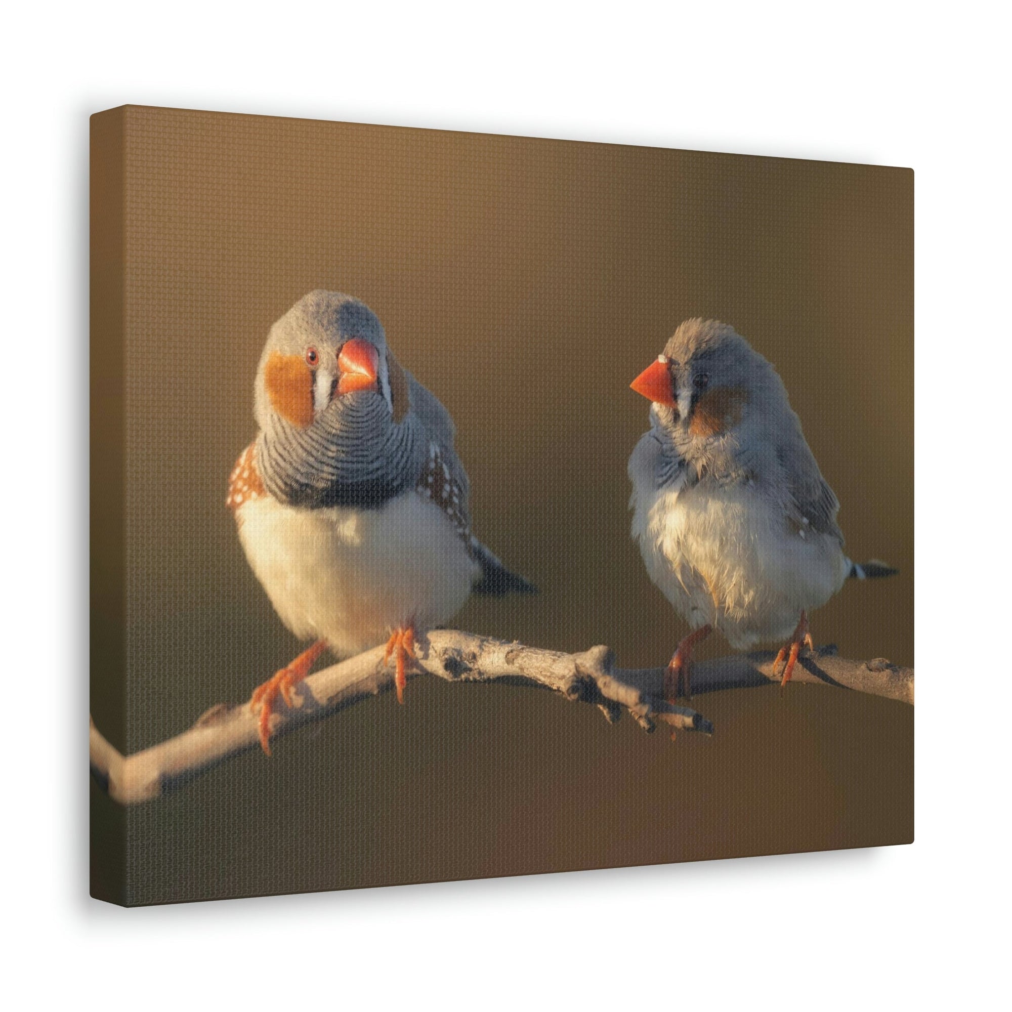 Scripture Walls Zebra Finch Couple Perched on a Branch on Warm Light Print Animal Wall Art Wildlife Canvas Prints Wall Art Ready to Hang Unframed-Express Your Love Gifts