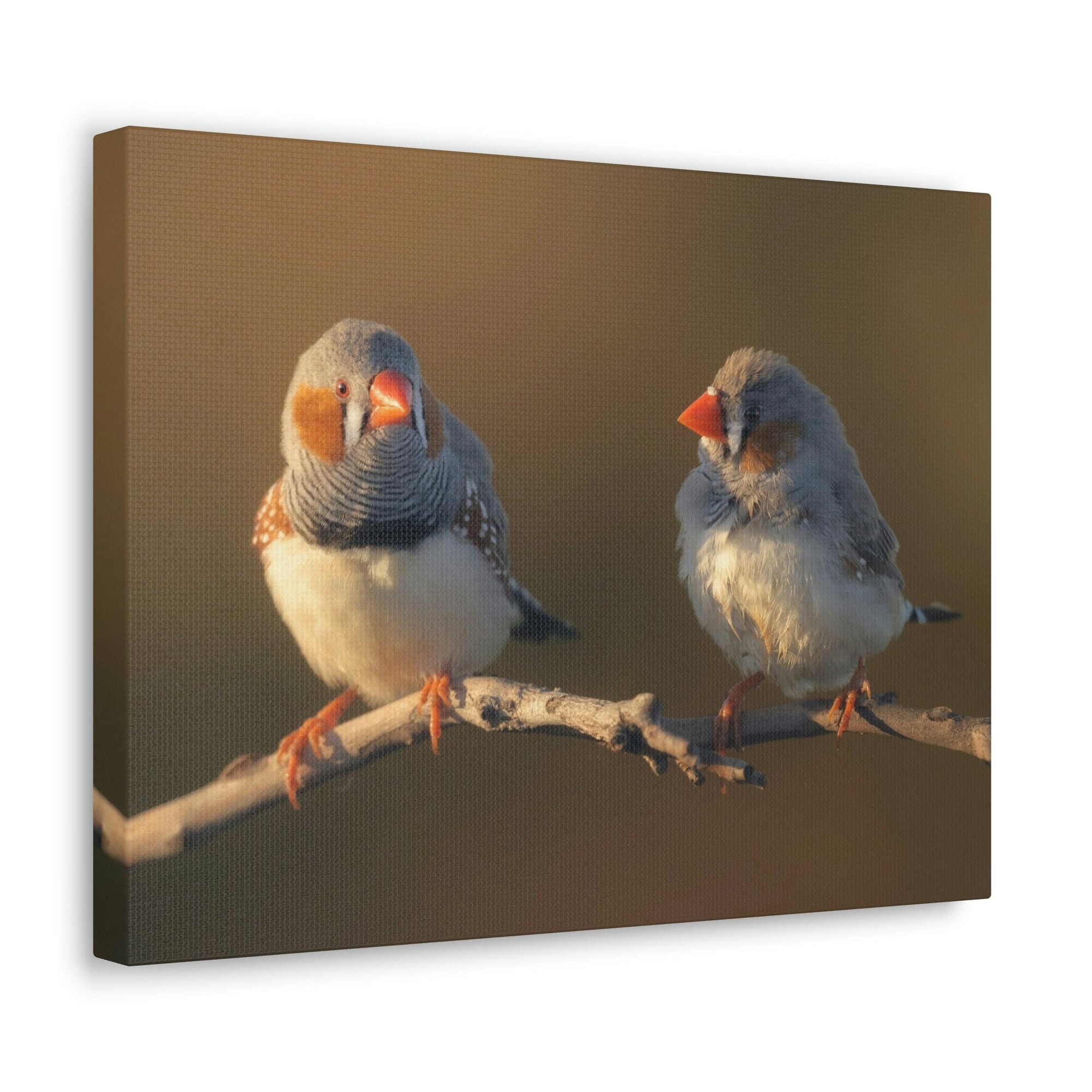 Scripture Walls Zebra Finch Couple Perched on a Branch on Warm Light Print Animal Wall Art Wildlife Canvas Prints Wall Art Ready to Hang Unframed-Express Your Love Gifts