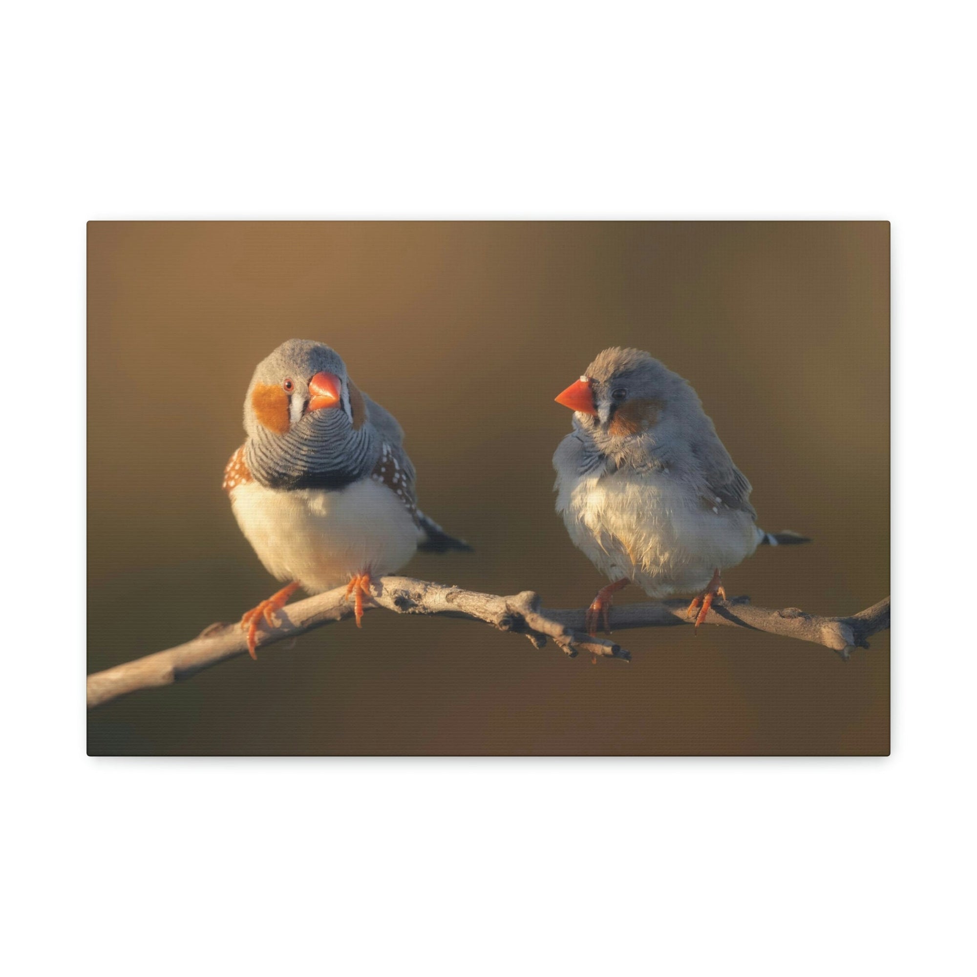 Scripture Walls Zebra Finch Couple Perched on a Branch on Warm Light Print Animal Wall Art Wildlife Canvas Prints Wall Art Ready to Hang Unframed-Express Your Love Gifts