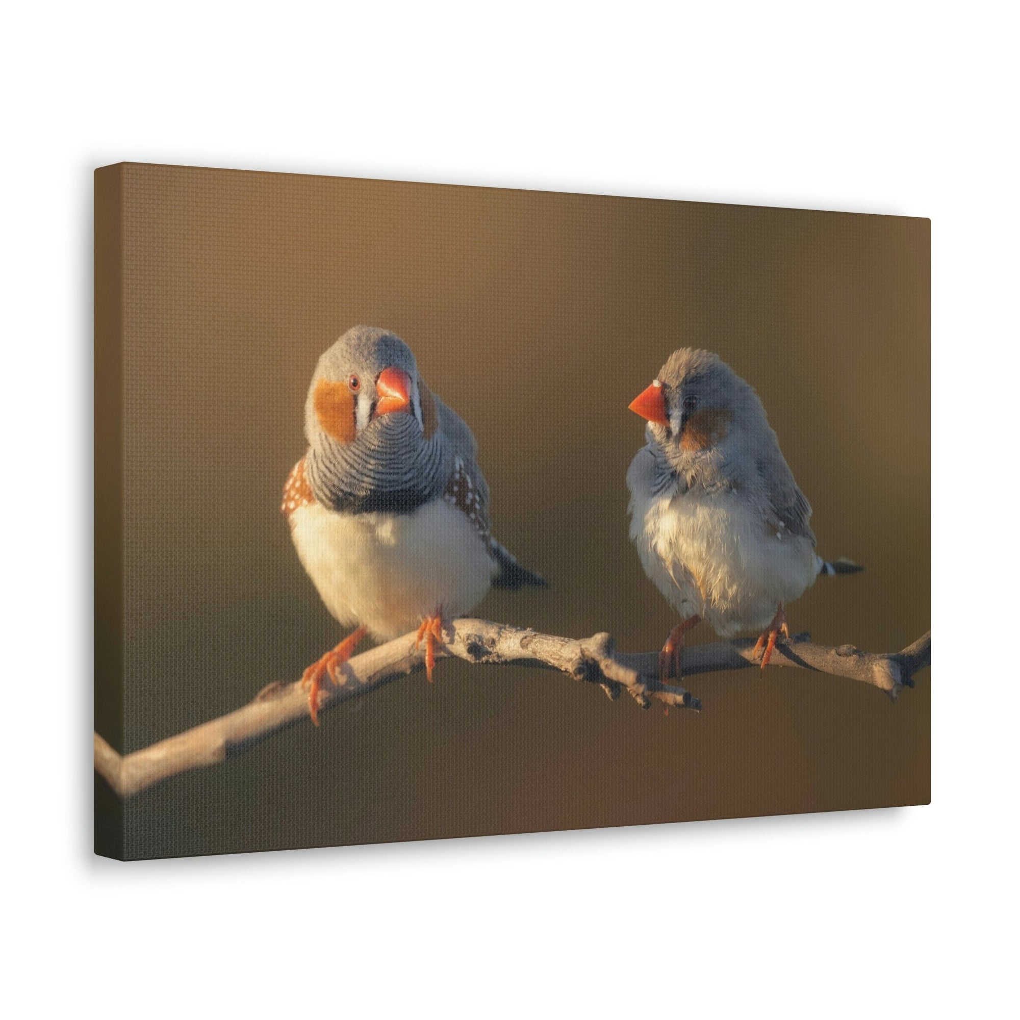 Scripture Walls Zebra Finch Couple Perched on a Branch on Warm Light Print Animal Wall Art Wildlife Canvas Prints Wall Art Ready to Hang Unframed-Express Your Love Gifts