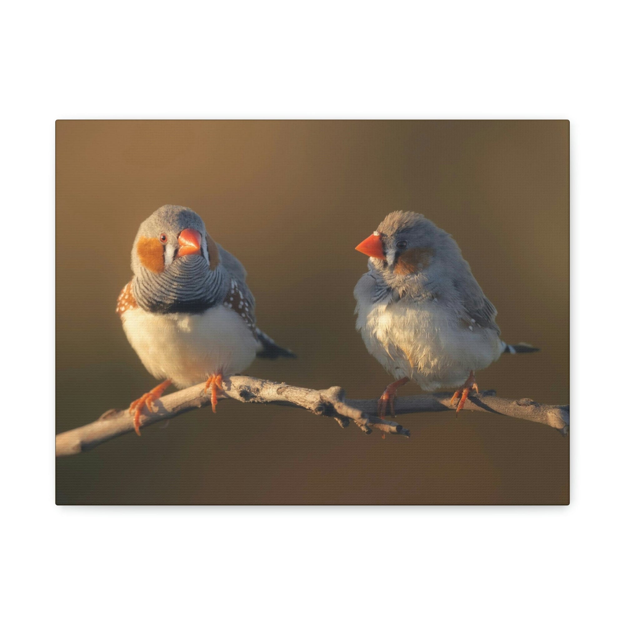 Scripture Walls Zebra Finch Couple Zebra Finch Couple Print Animal Wall Art Wildlife Canvas Prints Wall Art Ready to Hang Unframed-Express Your Love Gifts