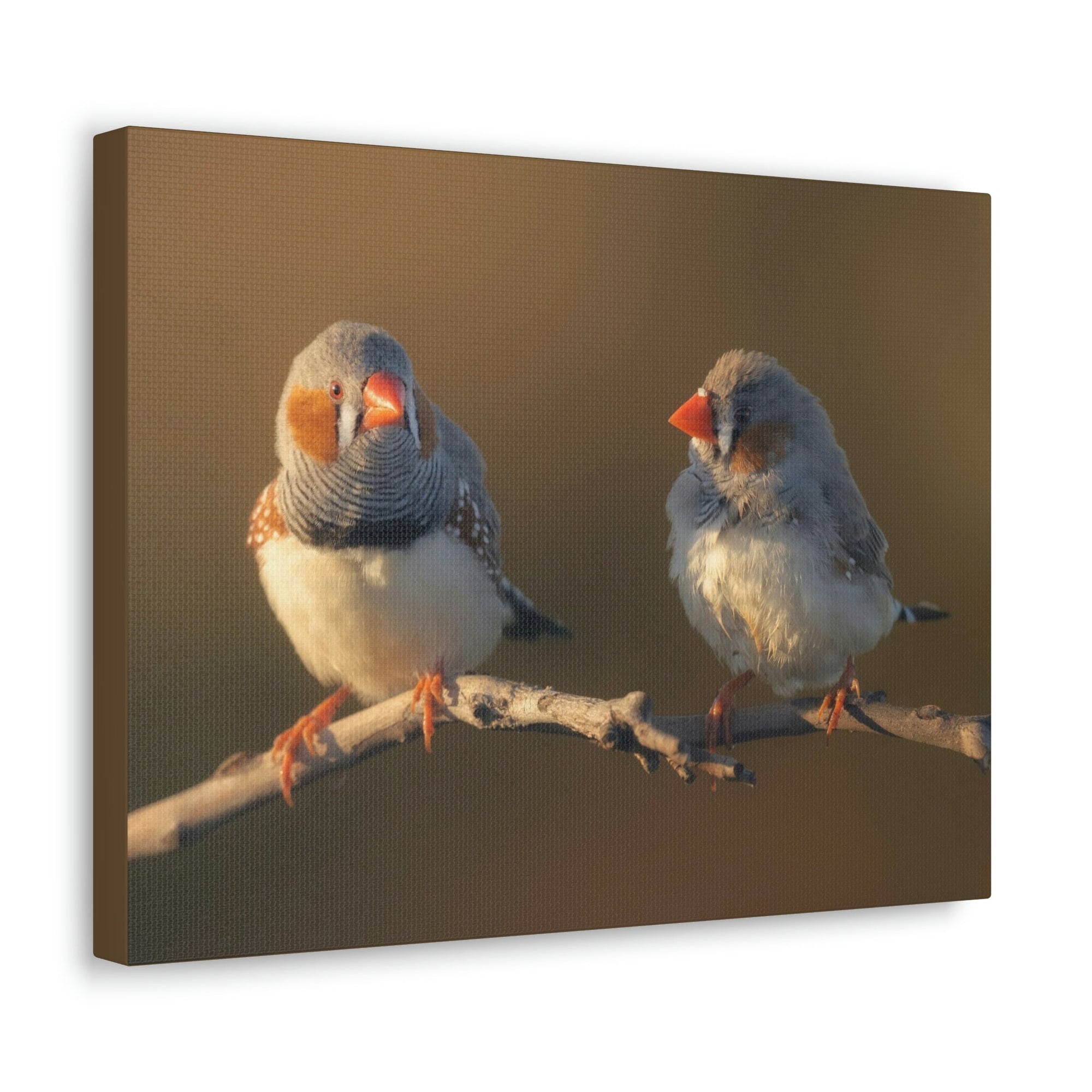 Scripture Walls Zebra Finch Couple Zebra Finch Couple Print Animal Wall Art Wildlife Canvas Prints Wall Art Ready to Hang Unframed-Express Your Love Gifts