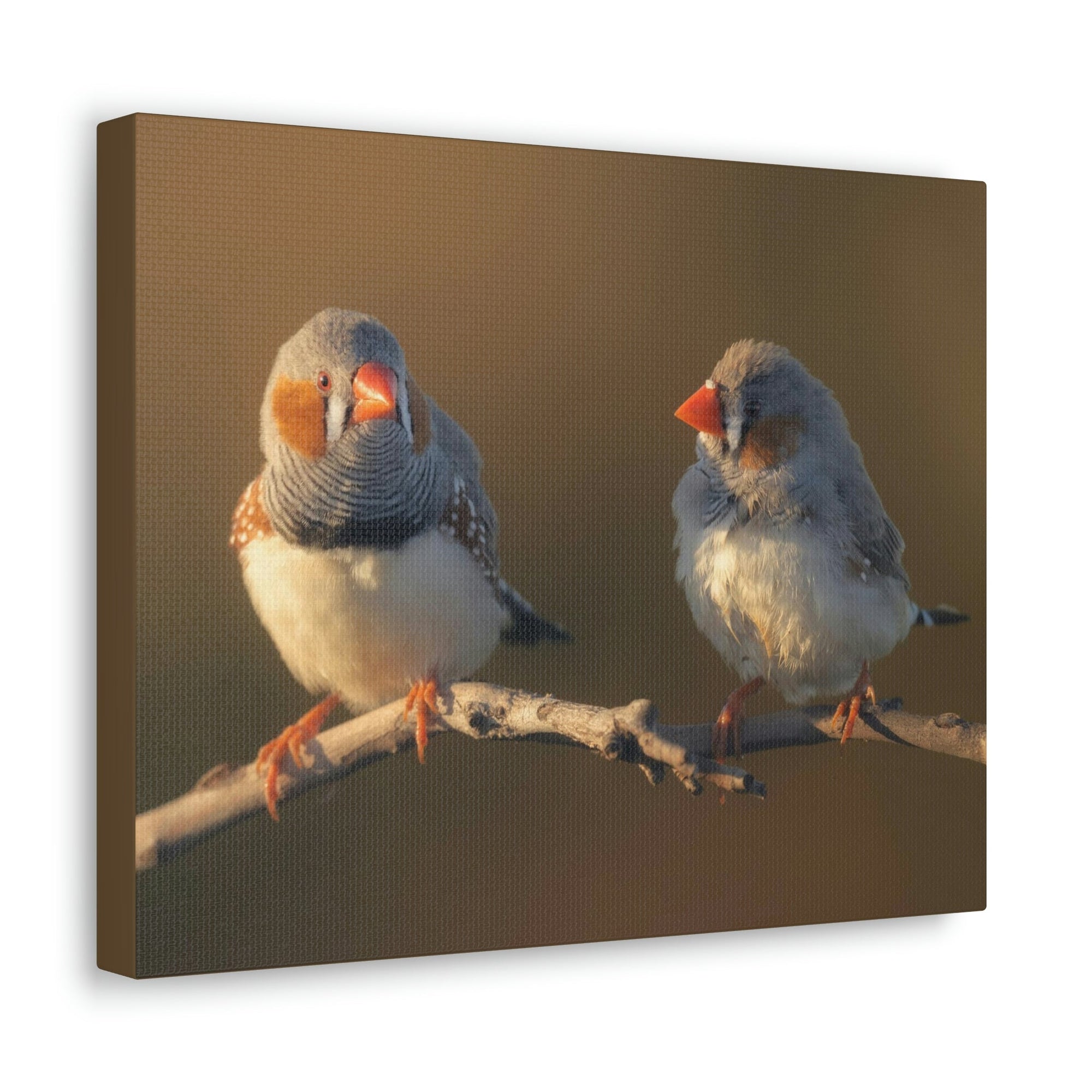 Scripture Walls Zebra Finch Couple Zebra Finch Couple Print Animal Wall Art Wildlife Canvas Prints Wall Art Ready to Hang Unframed-Express Your Love Gifts