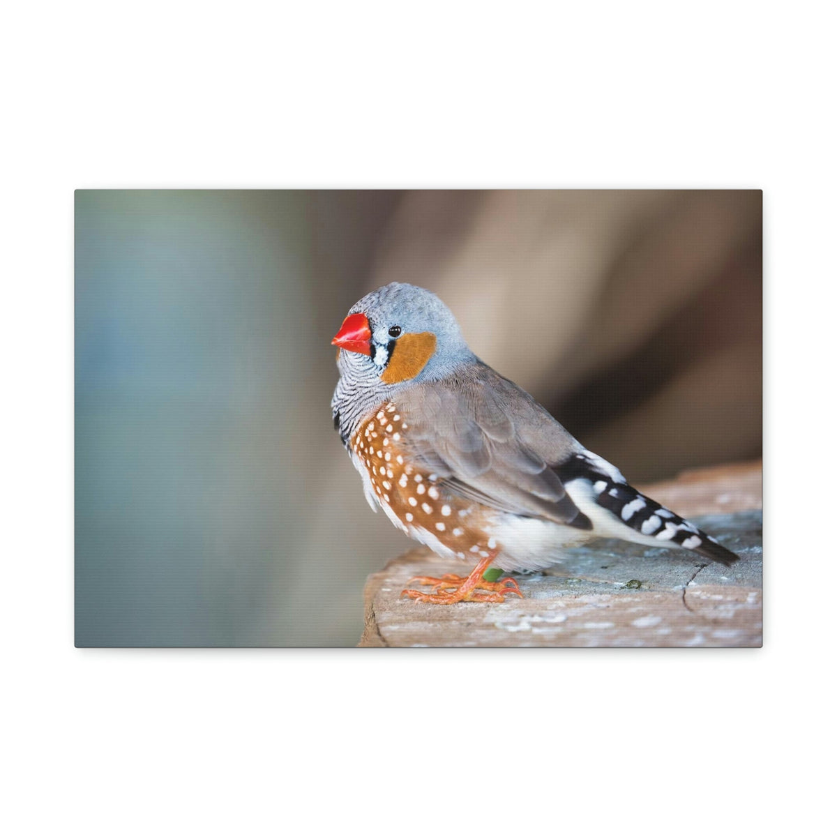 Scripture Walls Zebra Finch Hunting Zebra Finch on Hunt Print Animal Wall Art Wildlife Canvas Prints Wall Art Ready to Hang Unframed-Express Your Love Gifts