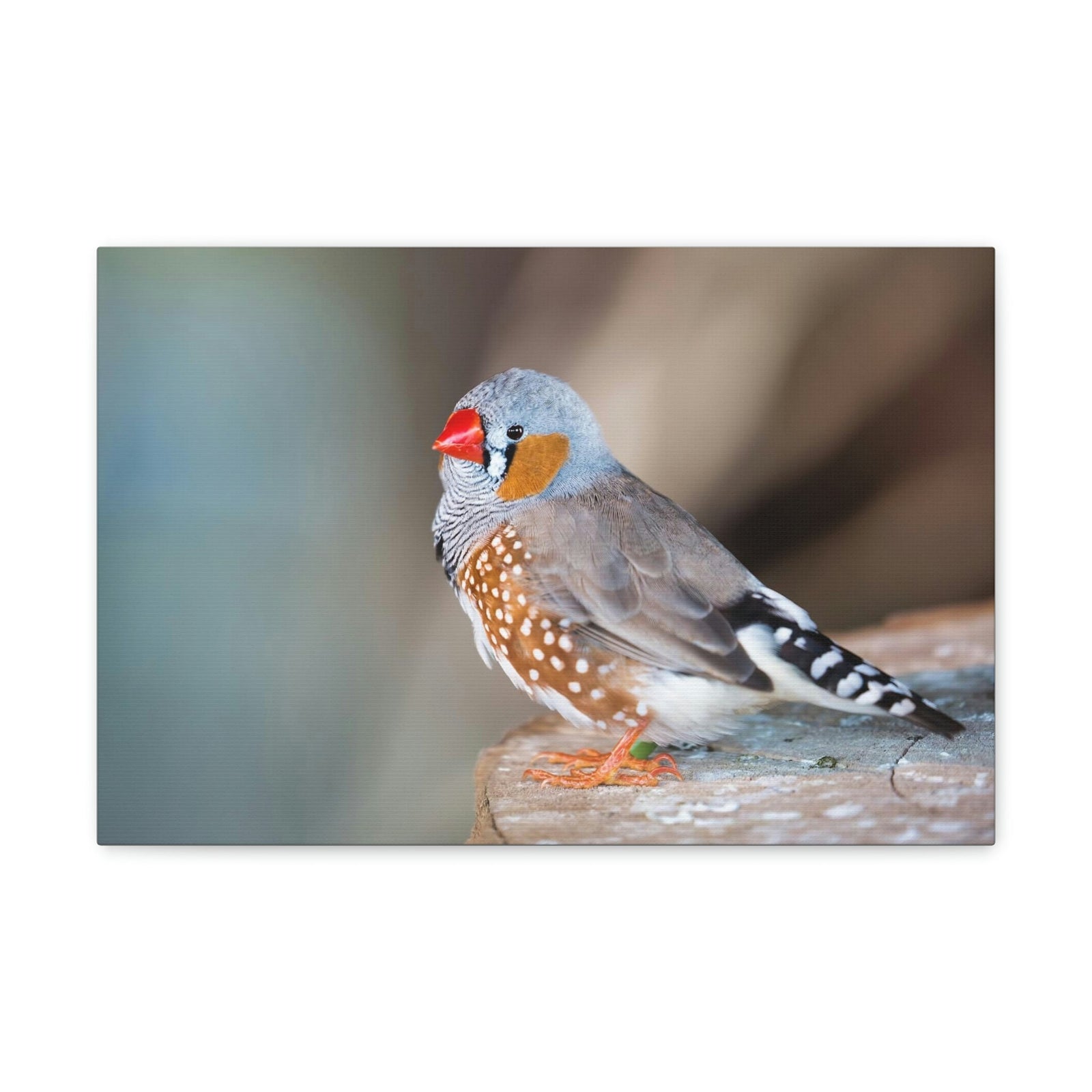 Scripture Walls Zebra Finch Hunting Zebra Finch on Hunt Print Animal Wall Art Wildlife Canvas Prints Wall Art Ready to Hang Unframed-Express Your Love Gifts