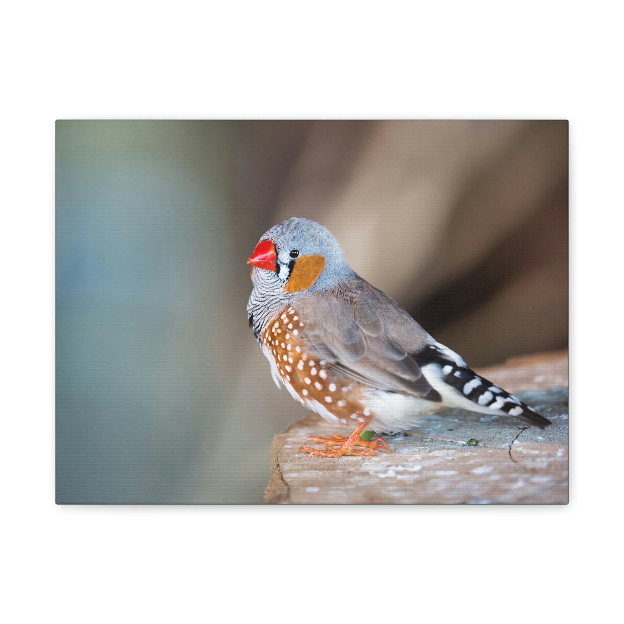 Scripture Walls Zebra Finch Hunting Zebra Finch on Hunt Print Animal Wall Art Wildlife Canvas Prints Wall Art Ready to Hang Unframed-Express Your Love Gifts