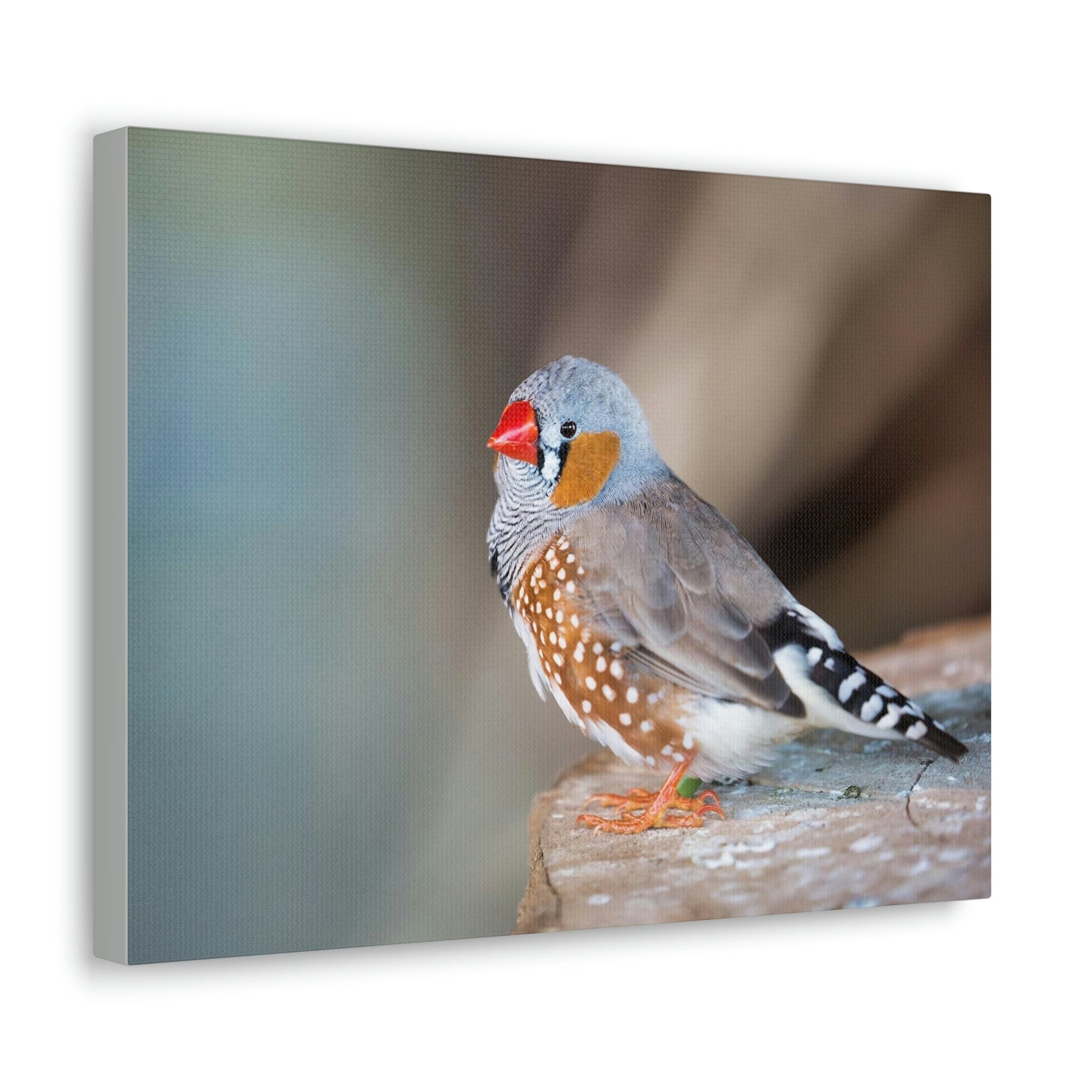 Scripture Walls Zebra Finch Hunting Zebra Finch on Hunt Print Animal Wall Art Wildlife Canvas Prints Wall Art Ready to Hang Unframed-Express Your Love Gifts