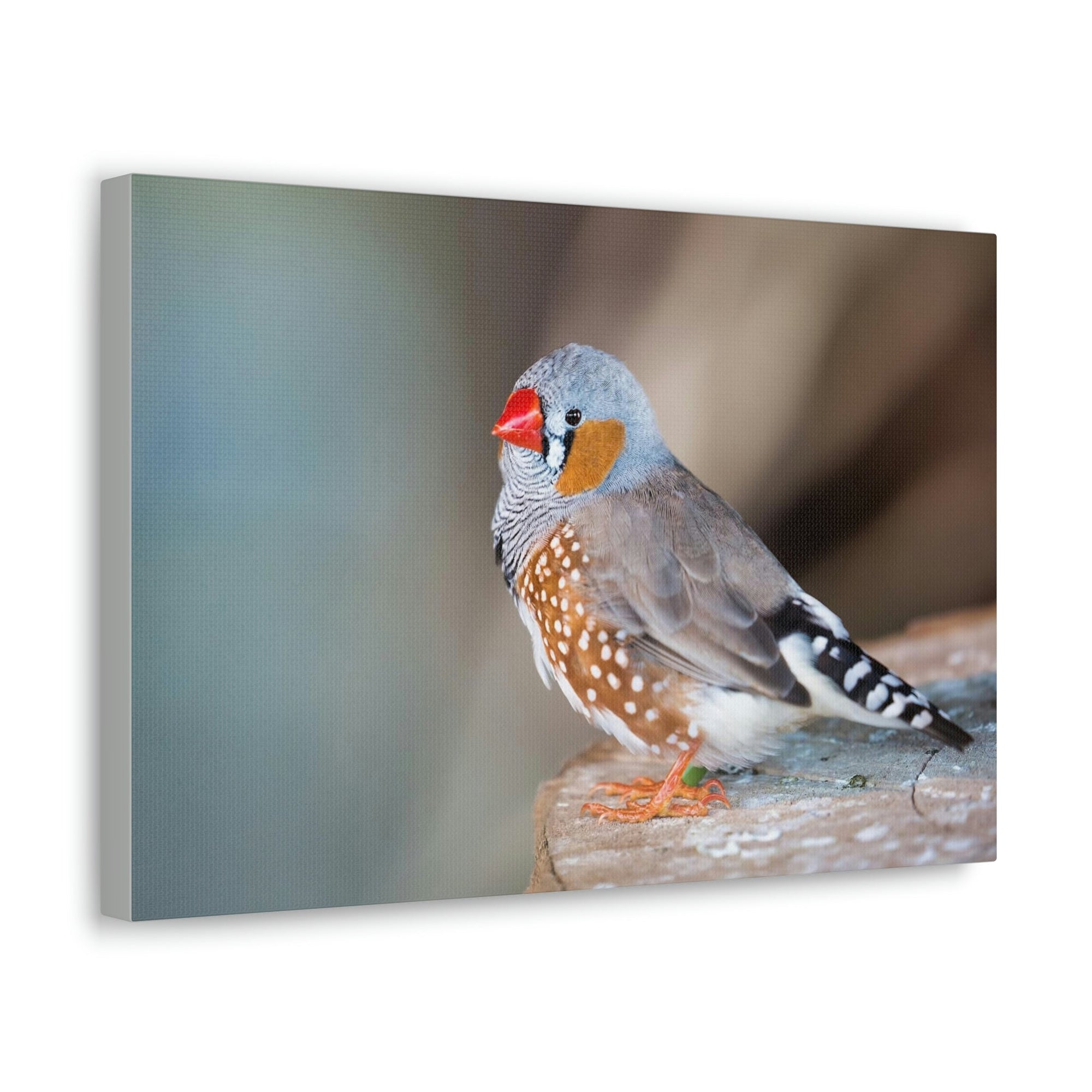 Scripture Walls Zebra Finch Hunting Zebra Finch on Hunt Print Animal Wall Art Wildlife Canvas Prints Wall Art Ready to Hang Unframed-Express Your Love Gifts