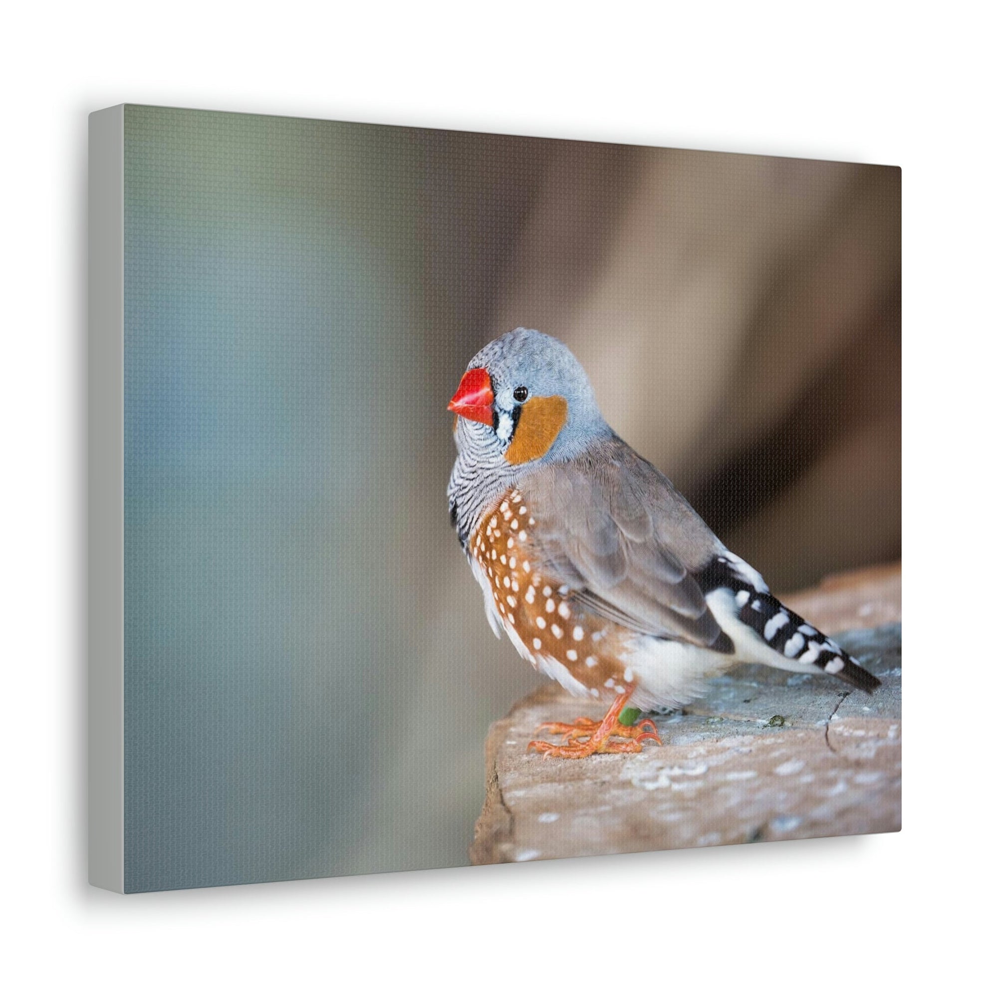 Scripture Walls Zebra Finch Hunting Zebra Finch on Hunt Print Animal Wall Art Wildlife Canvas Prints Wall Art Ready to Hang Unframed-Express Your Love Gifts