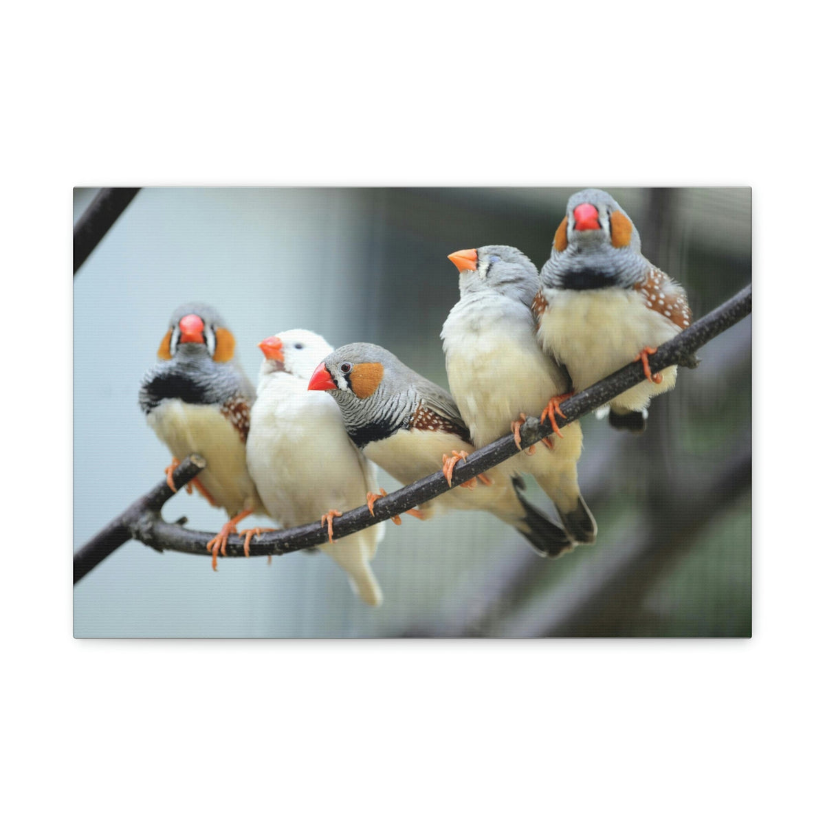 Scripture Walls Zebra Finches Sitting on a Branch Print Animal Wall Art Wildlife Canvas Prints Wall Art Ready to Hang Unframed-Express Your Love Gifts