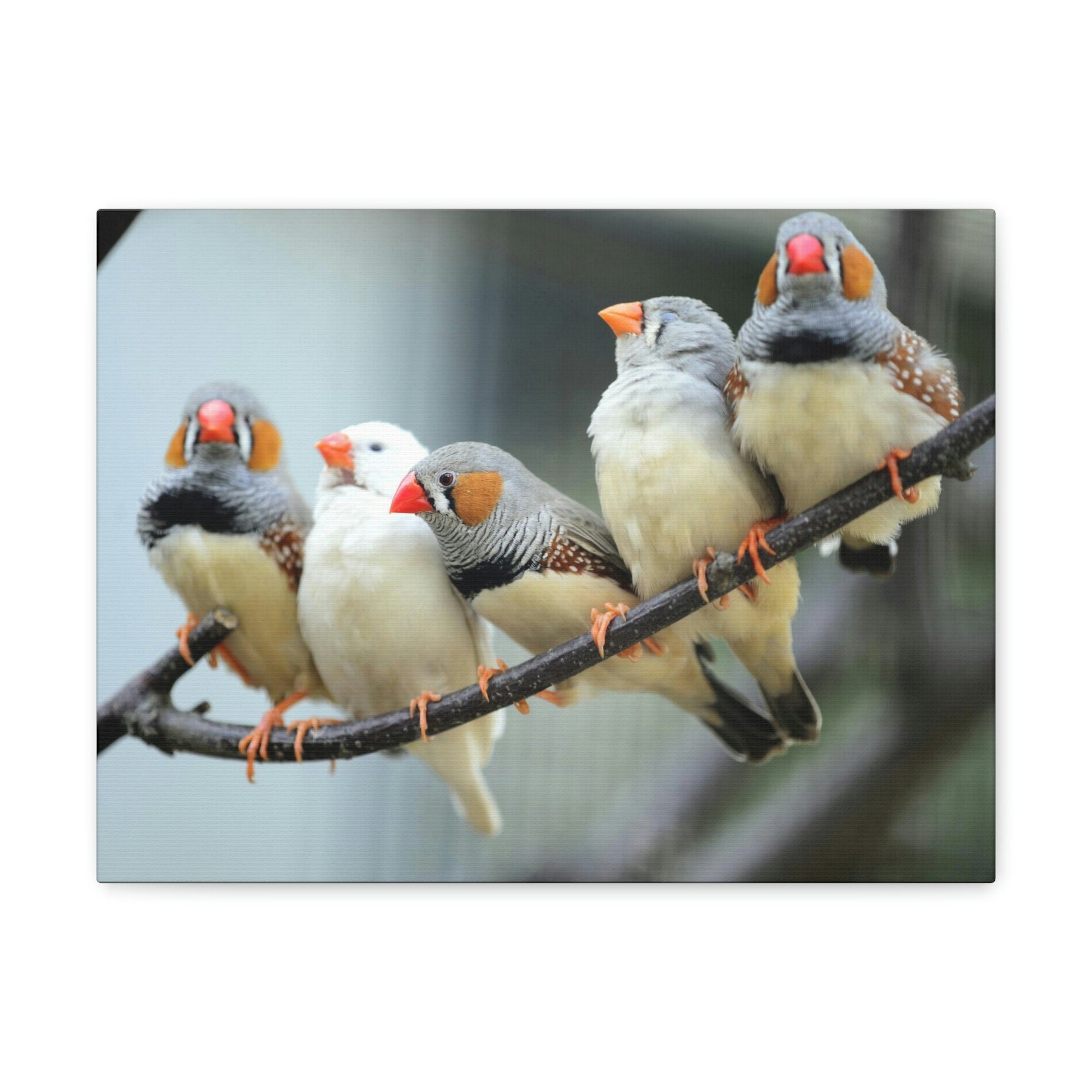 Scripture Walls Zebra Finches Sitting on a Branch Print Animal Wall Art Wildlife Canvas Prints Wall Art Ready to Hang Unframed-Express Your Love Gifts