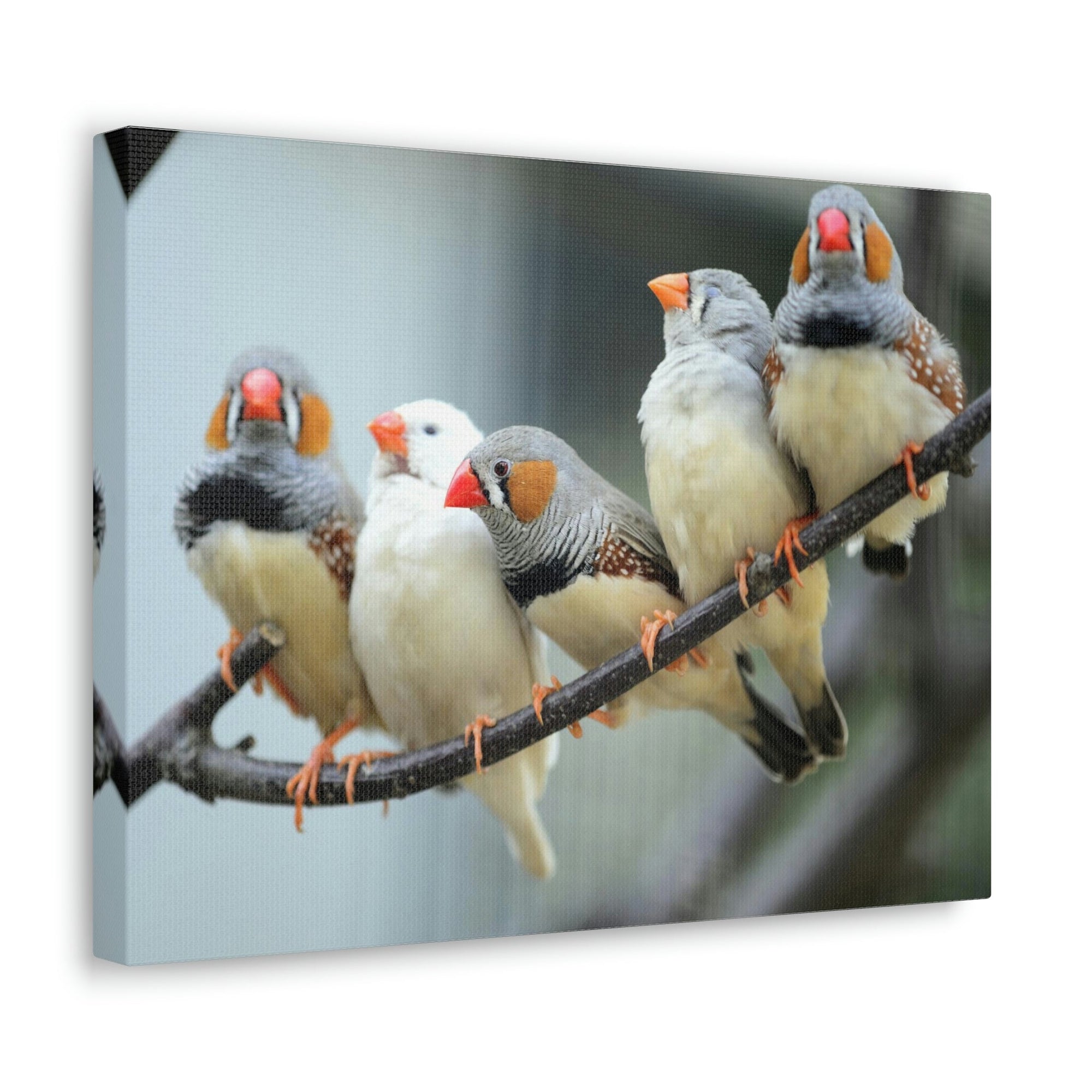 Scripture Walls Zebra Finches Sitting on a Branch Print Animal Wall Art Wildlife Canvas Prints Wall Art Ready to Hang Unframed-Express Your Love Gifts