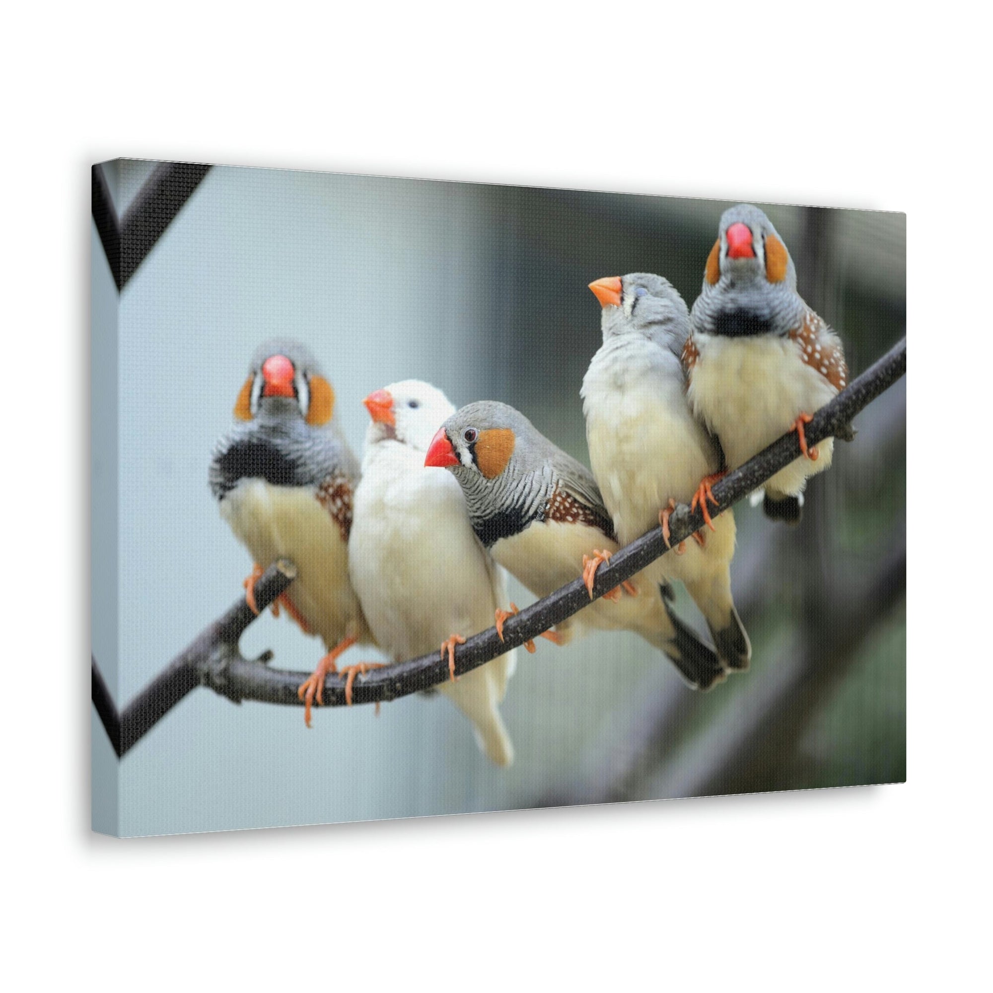 Scripture Walls Zebra Finches Sitting on a Branch Print Animal Wall Art Wildlife Canvas Prints Wall Art Ready to Hang Unframed-Express Your Love Gifts