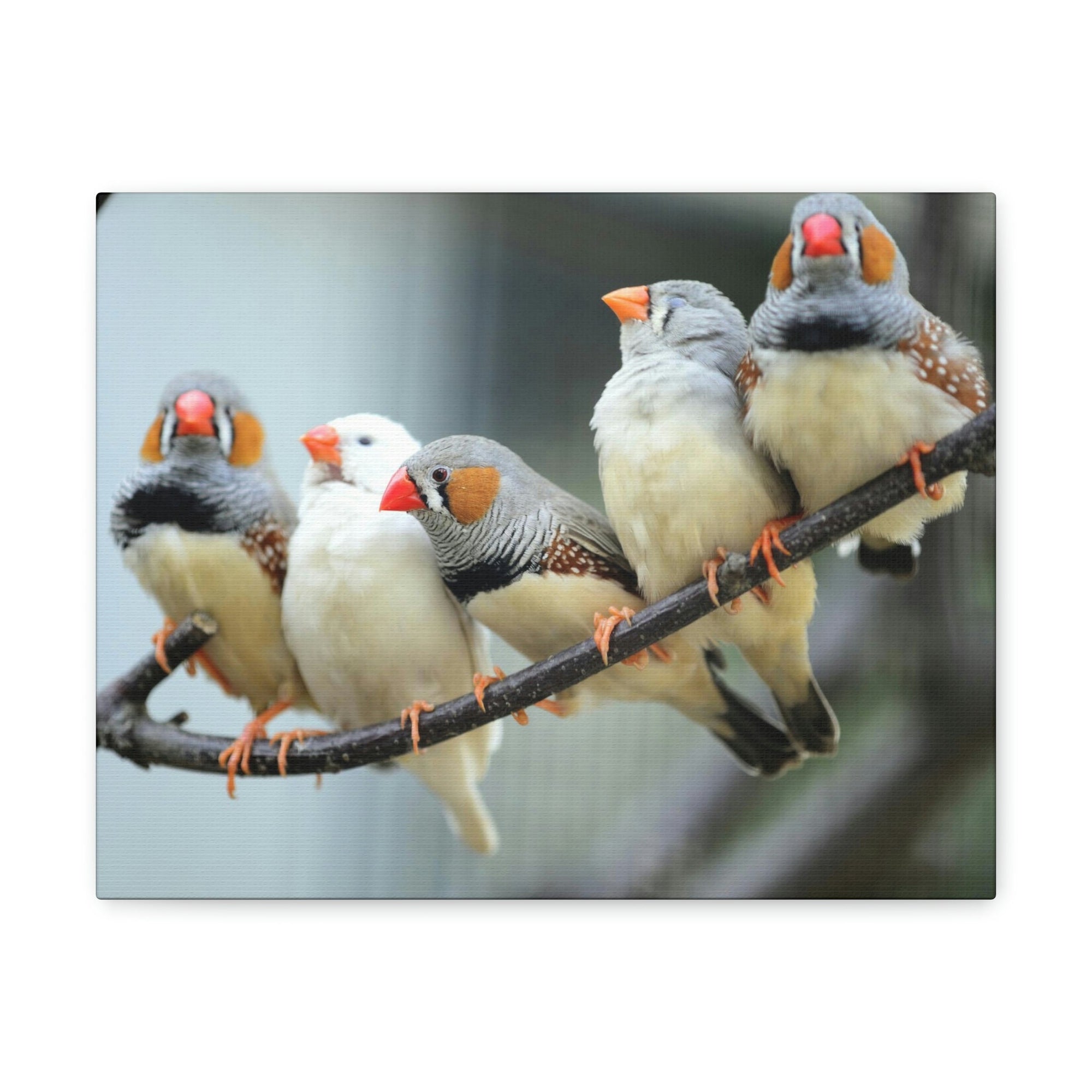 Scripture Walls Zebra Finches Sitting on a Branch Print Animal Wall Art Wildlife Canvas Prints Wall Art Ready to Hang Unframed-Express Your Love Gifts