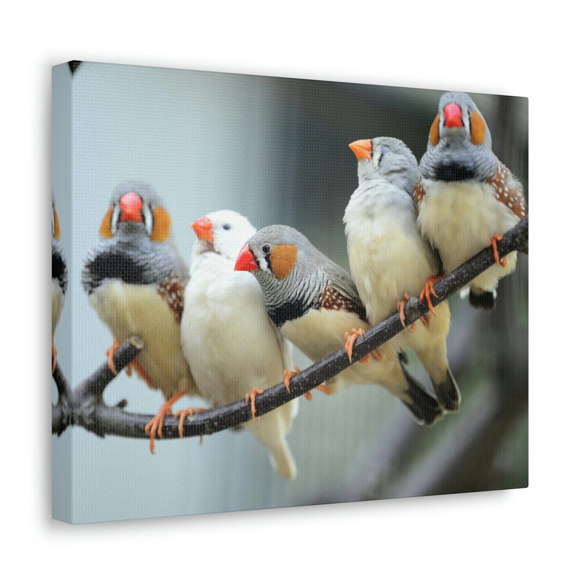 Scripture Walls Zebra Finches Sitting on a Branch Print Animal Wall Art Wildlife Canvas Prints Wall Art Ready to Hang Unframed-Express Your Love Gifts