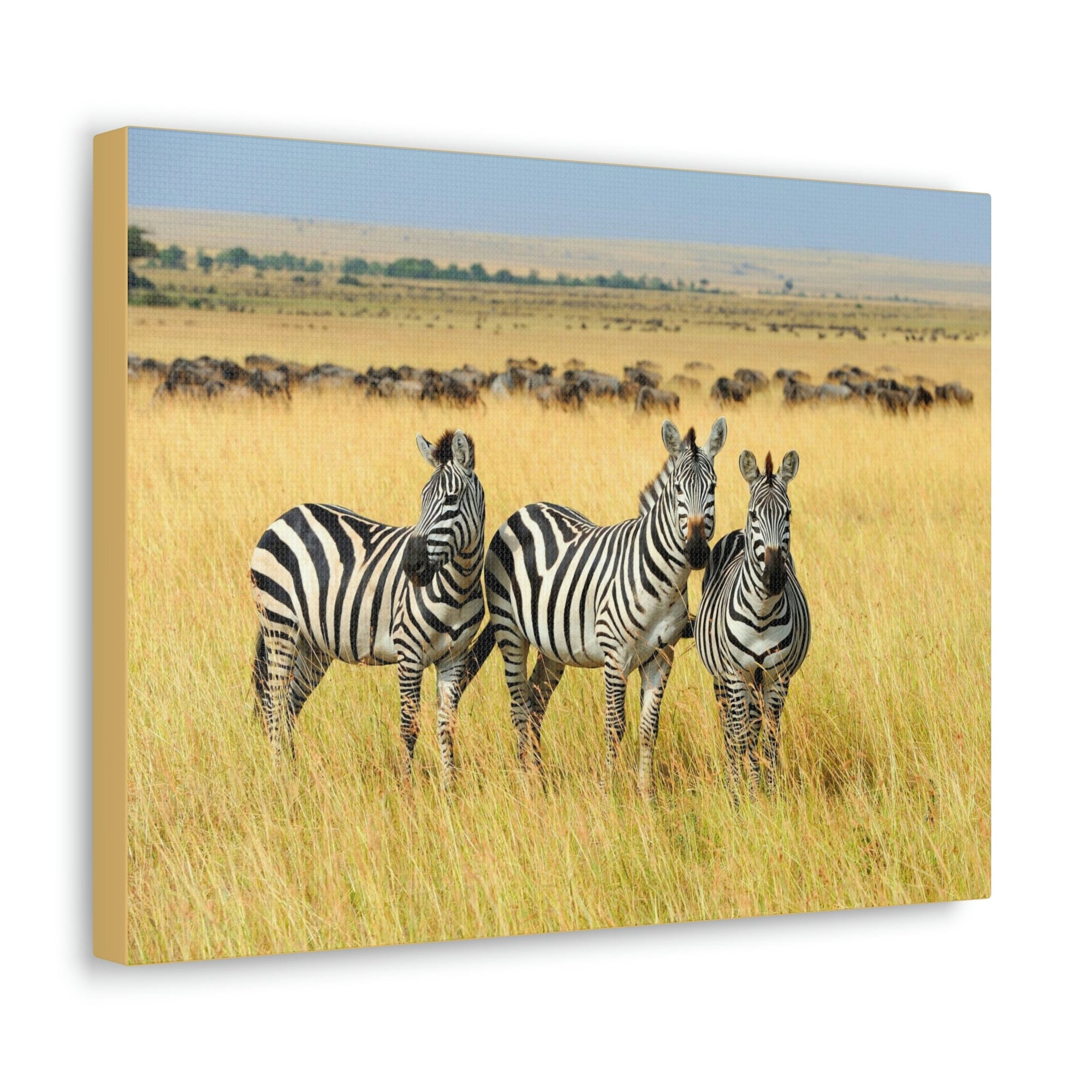 Scripture Walls Zebra Group Zebra Troop Print Animal Wall Art Wildlife Canvas Prints Wall Art Ready to Hang Unframed-Express Your Love Gifts