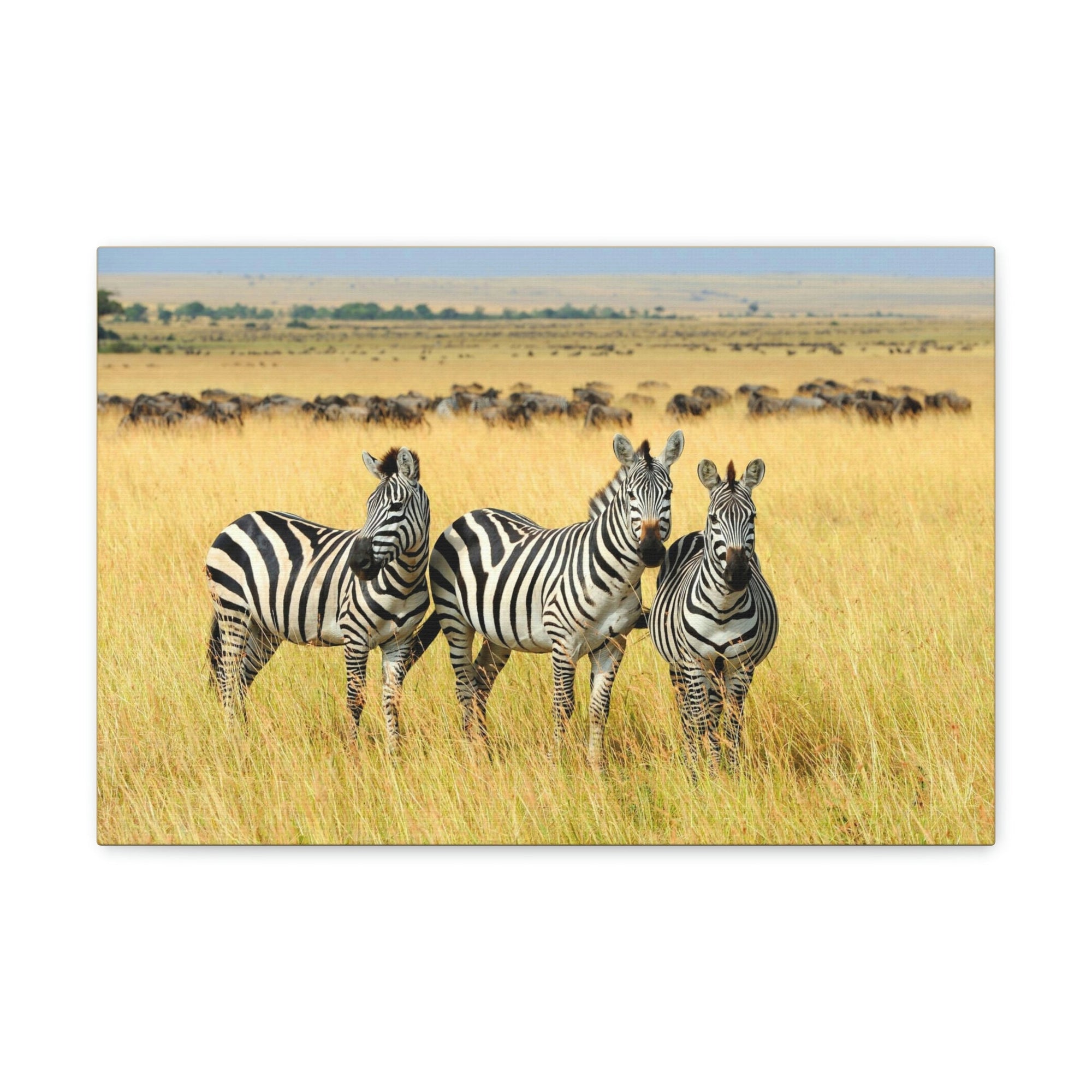 Scripture Walls Zebra Group Zebra Troop Print Animal Wall Art Wildlife Canvas Prints Wall Art Ready to Hang Unframed-Express Your Love Gifts