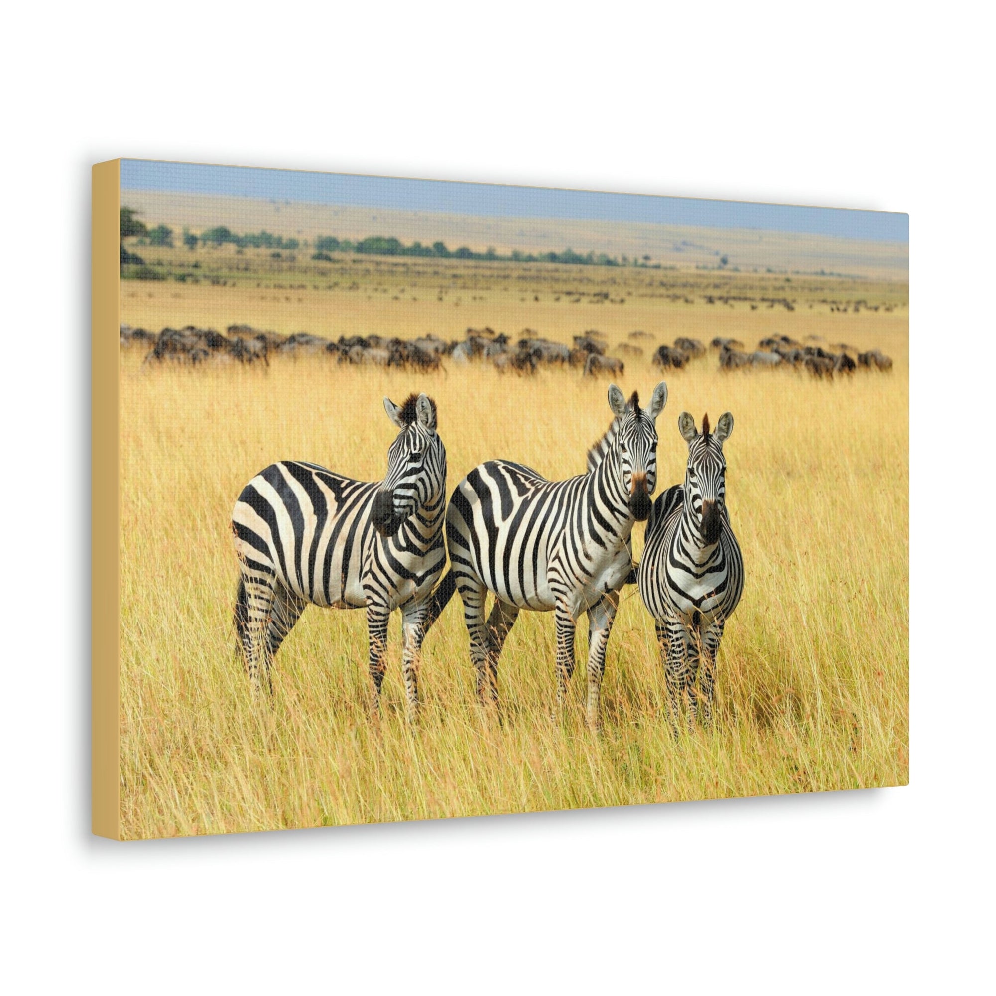 Scripture Walls Zebra Group Zebra Troop Print Animal Wall Art Wildlife Canvas Prints Wall Art Ready to Hang Unframed-Express Your Love Gifts