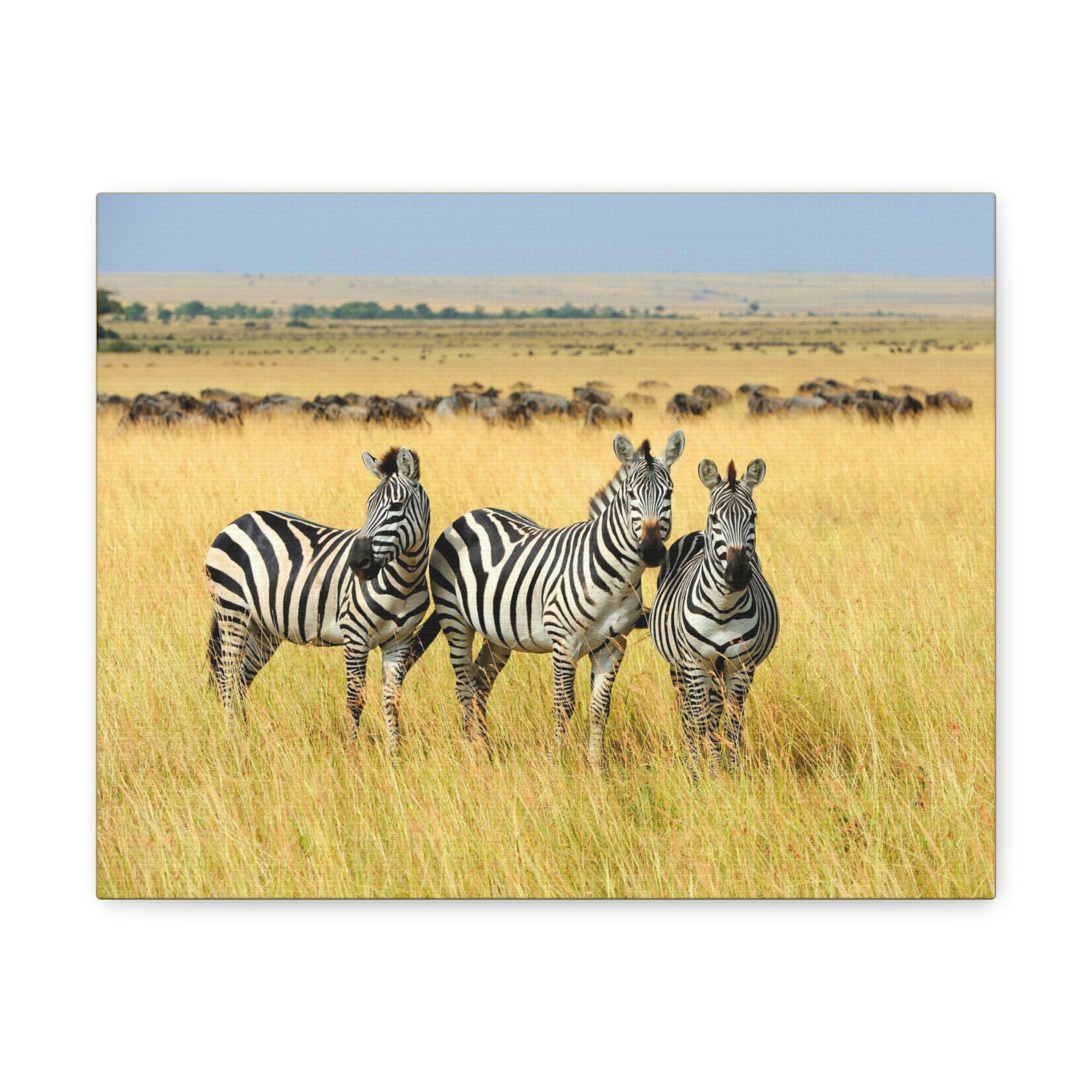 Scripture Walls Zebra Group Zebra Troop Print Animal Wall Art Wildlife Canvas Prints Wall Art Ready to Hang Unframed-Express Your Love Gifts