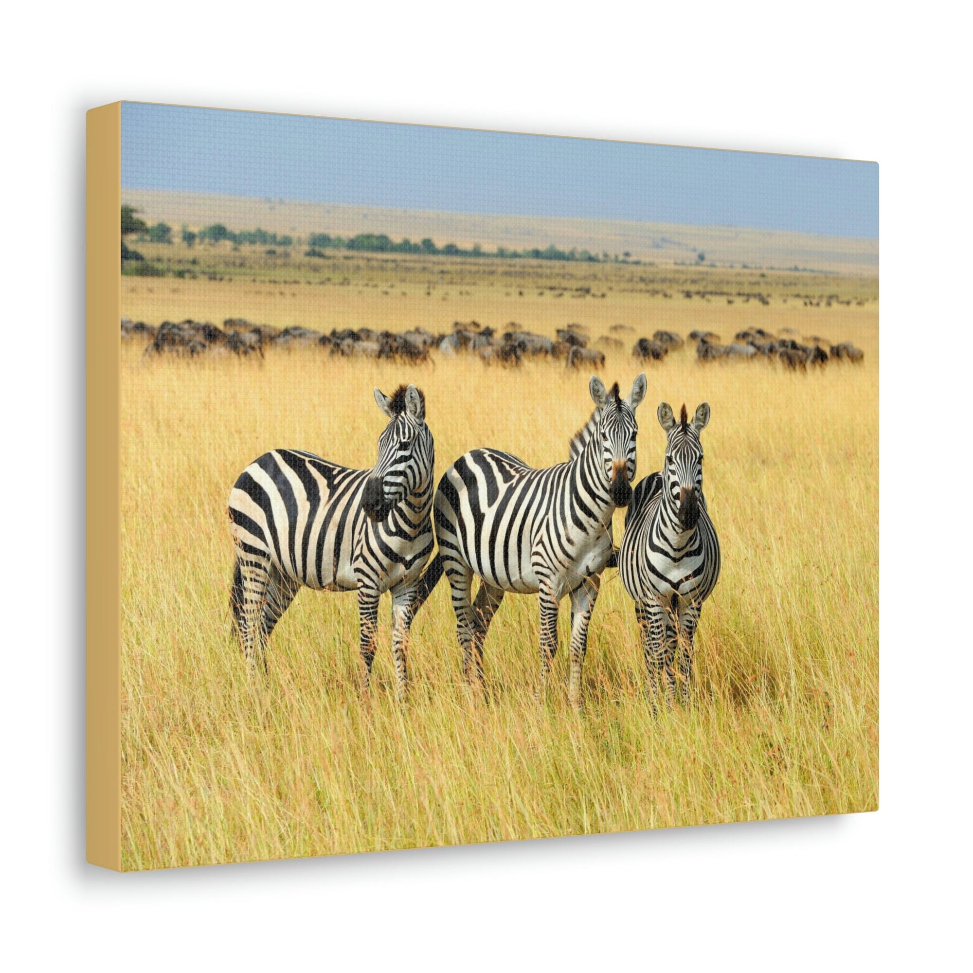 Scripture Walls Zebra Group Zebra Troop Print Animal Wall Art Wildlife Canvas Prints Wall Art Ready to Hang Unframed-Express Your Love Gifts