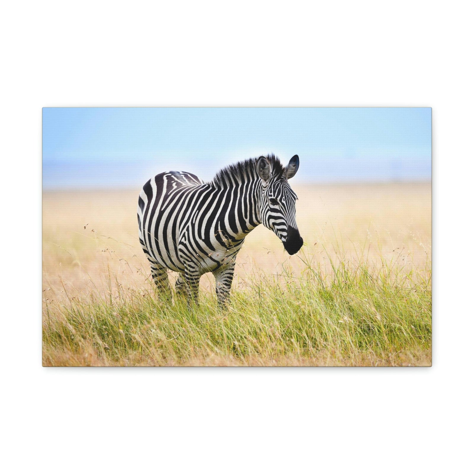 Scripture Walls Zebra Hunting Zebra on Hunt Print Animal Wall Art Wildlife Canvas Prints Wall Art Ready to Hang Unframed-Express Your Love Gifts