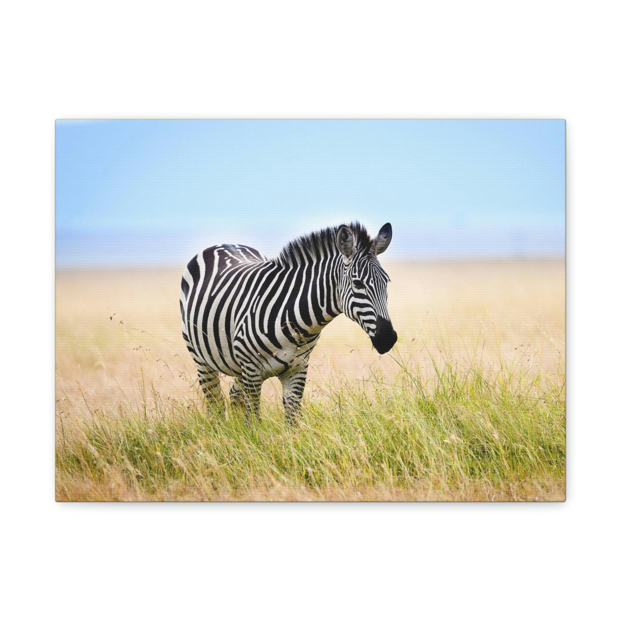 Scripture Walls Zebra Hunting Zebra on Hunt Print Animal Wall Art Wildlife Canvas Prints Wall Art Ready to Hang Unframed-Express Your Love Gifts