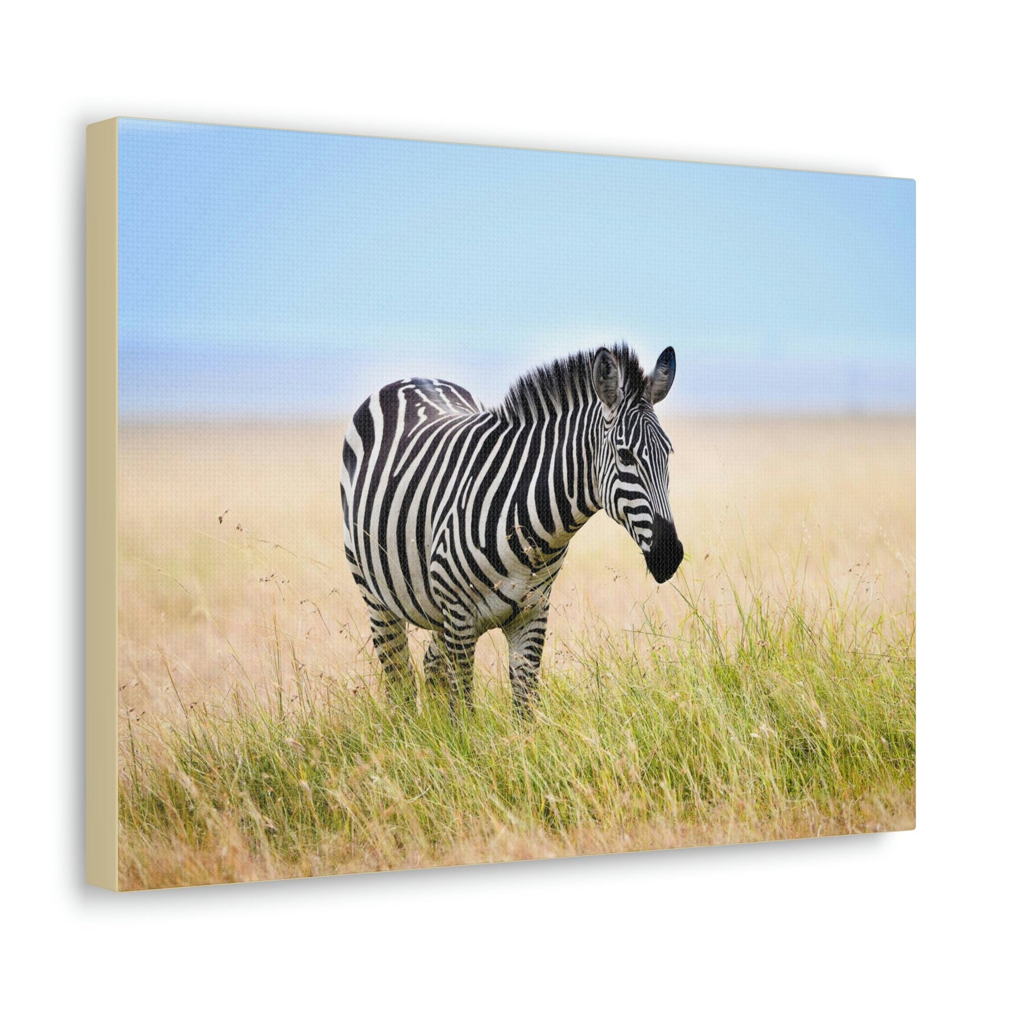 Scripture Walls Zebra Hunting Zebra on Hunt Print Animal Wall Art Wildlife Canvas Prints Wall Art Ready to Hang Unframed-Express Your Love Gifts