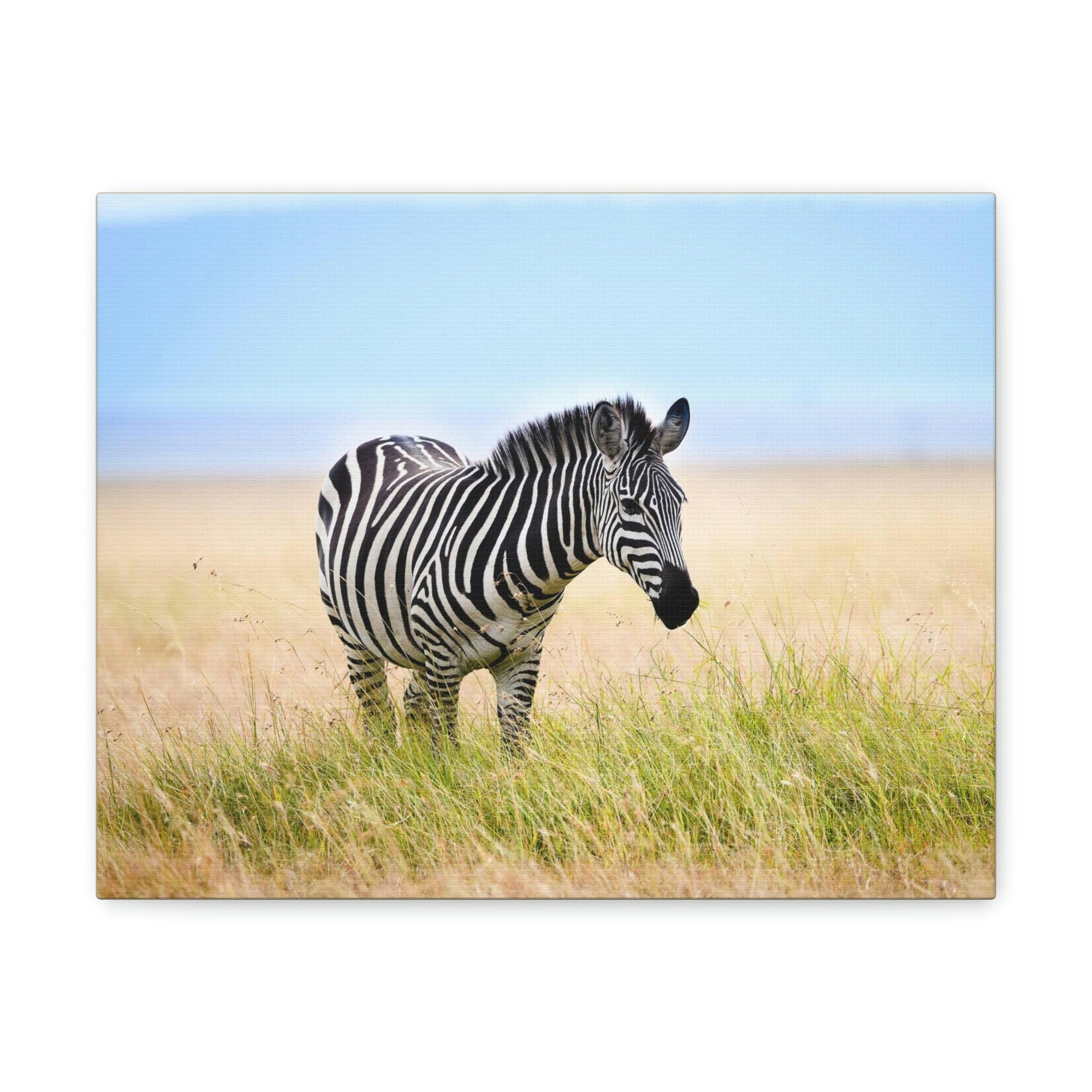 Scripture Walls Zebra Hunting Zebra on Hunt Print Animal Wall Art Wildlife Canvas Prints Wall Art Ready to Hang Unframed-Express Your Love Gifts