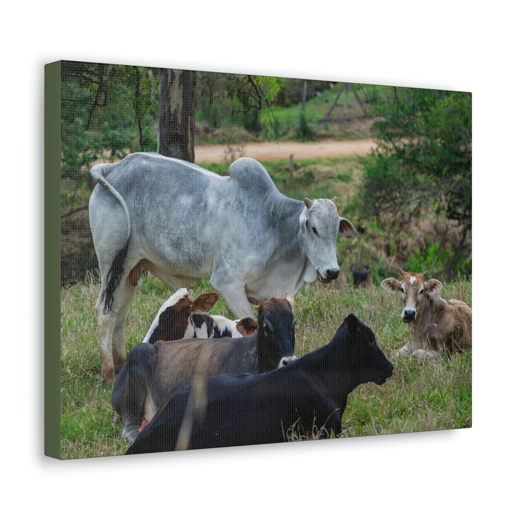 Scripture Walls Zebu Group Zebu Troop Print Animal Wall Art Wildlife Canvas Prints Wall Art Ready to Hang Unframed-Express Your Love Gifts