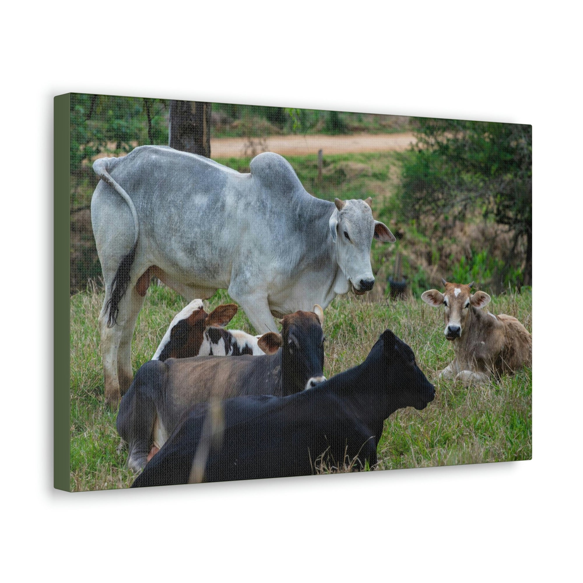 Scripture Walls Zebu Group Zebu Troop Print Animal Wall Art Wildlife Canvas Prints Wall Art Ready to Hang Unframed-Express Your Love Gifts