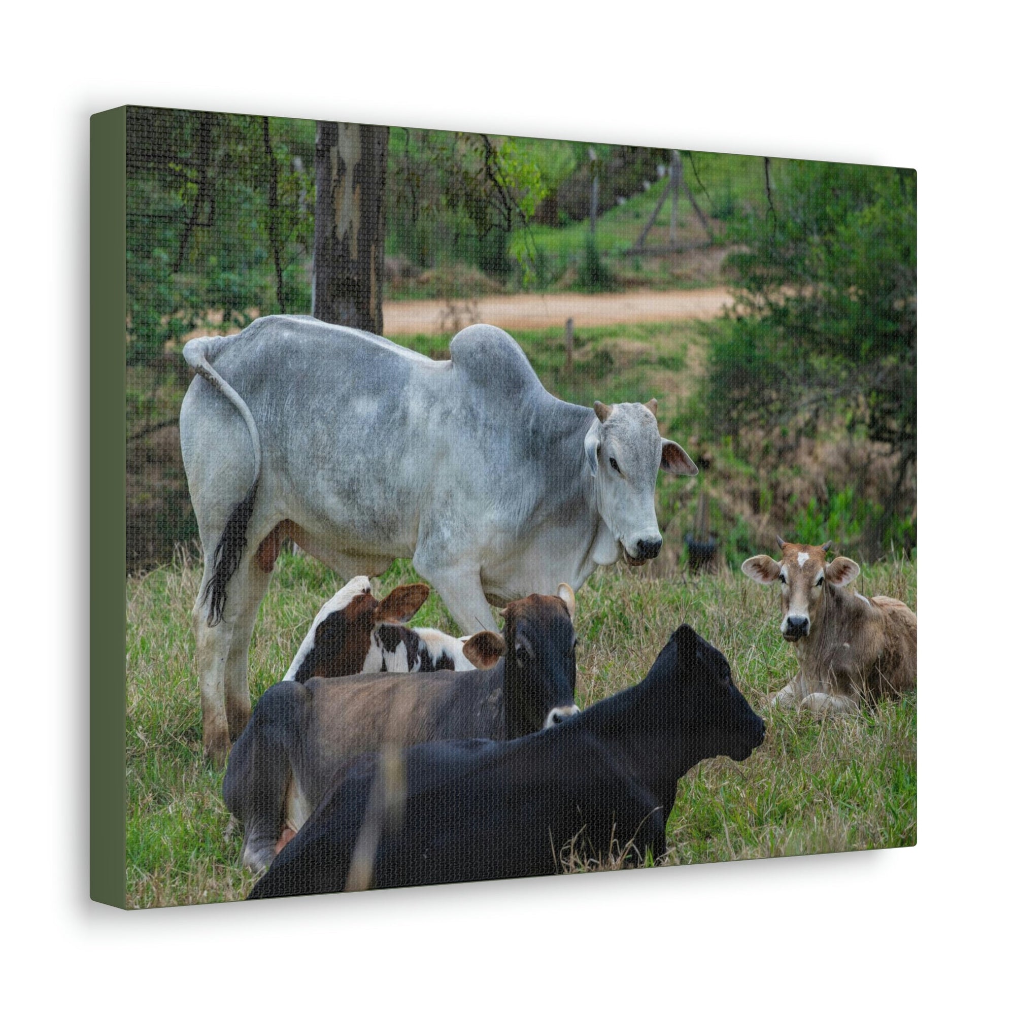 Scripture Walls Zebu Group Zebu Troop Print Animal Wall Art Wildlife Canvas Prints Wall Art Ready to Hang Unframed-Express Your Love Gifts