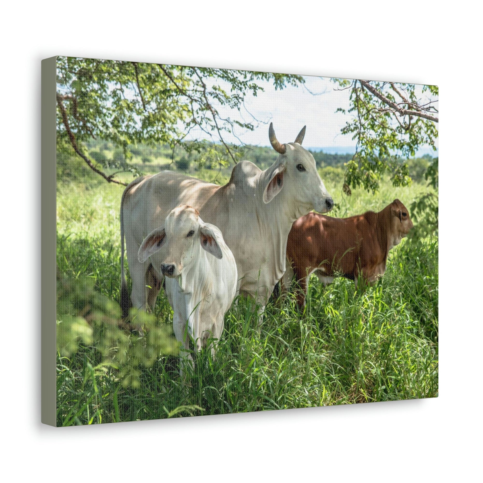 Scripture Walls Zebu Hunting Zebu on Hunt Print Animal Wall Art Wildlife Canvas Prints Wall Art Ready to Hang Unframed-Express Your Love Gifts