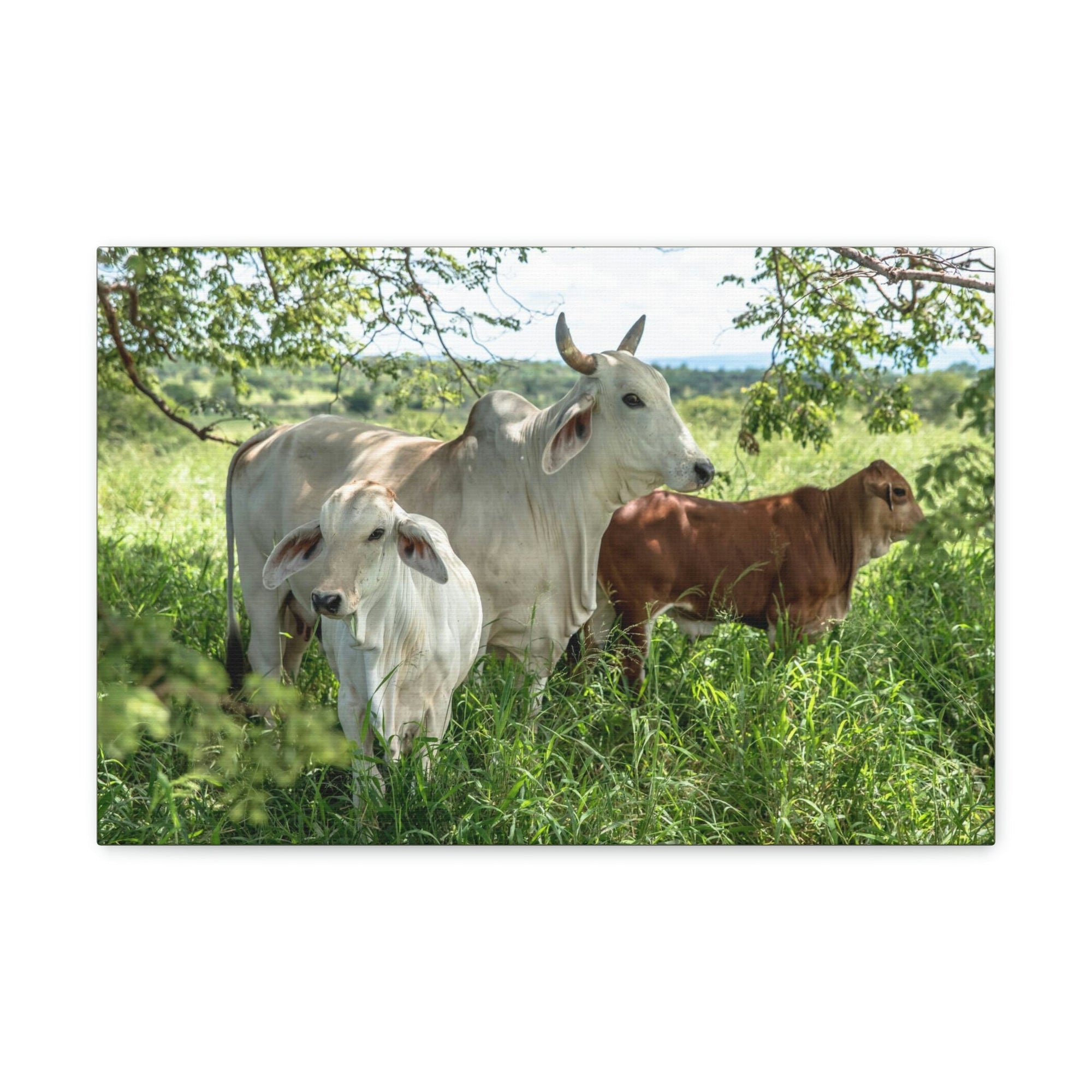 Scripture Walls Zebu Hunting Zebu on Hunt Print Animal Wall Art Wildlife Canvas Prints Wall Art Ready to Hang Unframed-Express Your Love Gifts