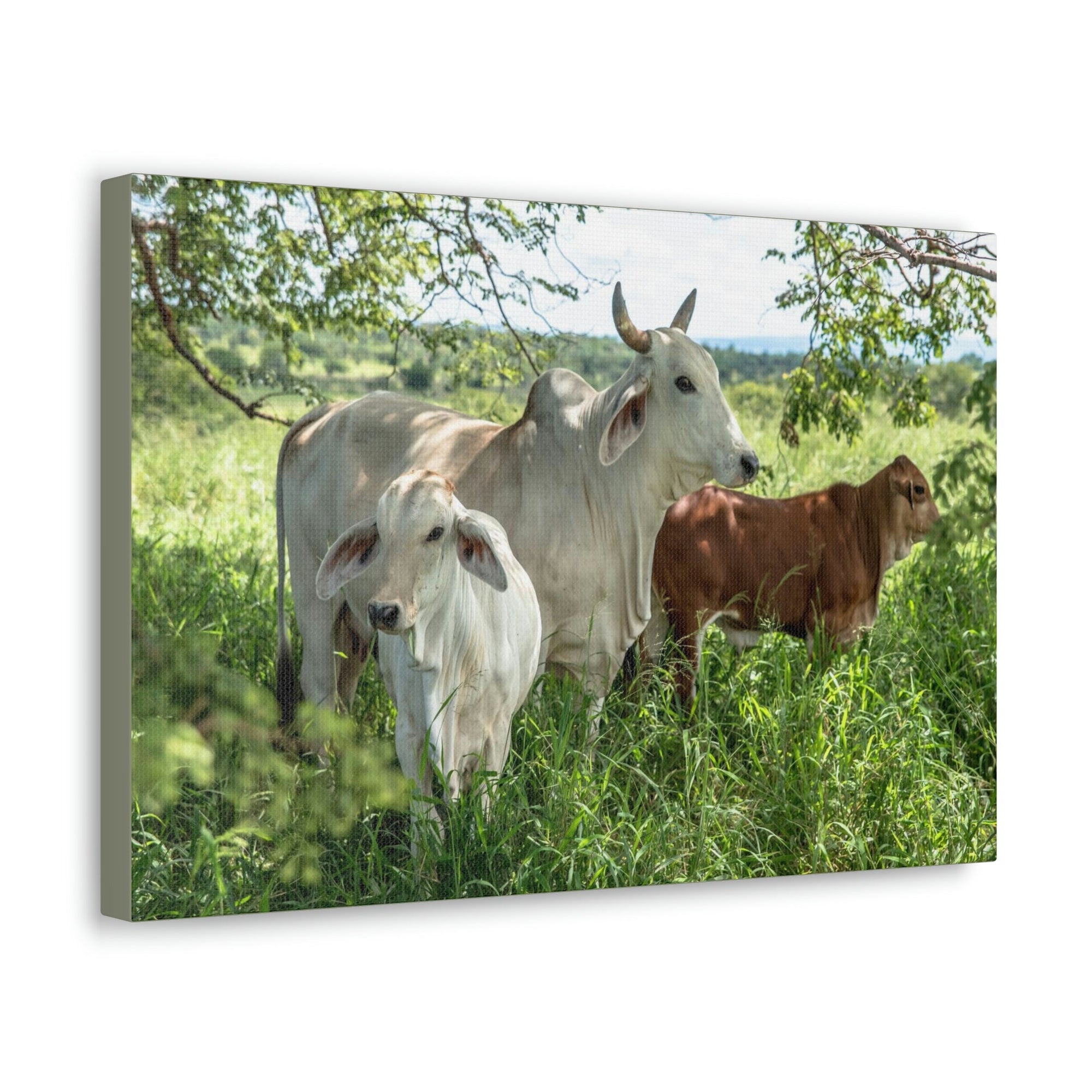 Scripture Walls Zebu Hunting Zebu on Hunt Print Animal Wall Art Wildlife Canvas Prints Wall Art Ready to Hang Unframed-Express Your Love Gifts