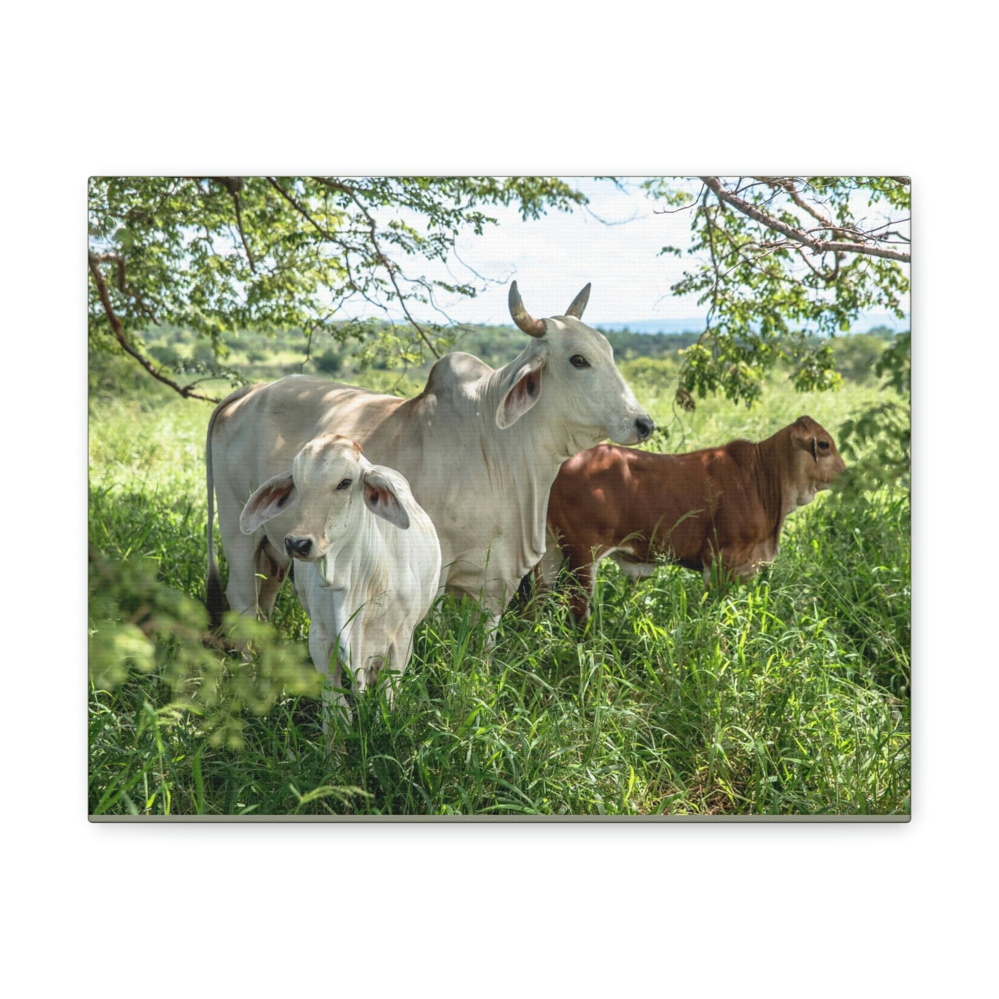 Scripture Walls Zebu Hunting Zebu on Hunt Print Animal Wall Art Wildlife Canvas Prints Wall Art Ready to Hang Unframed-Express Your Love Gifts