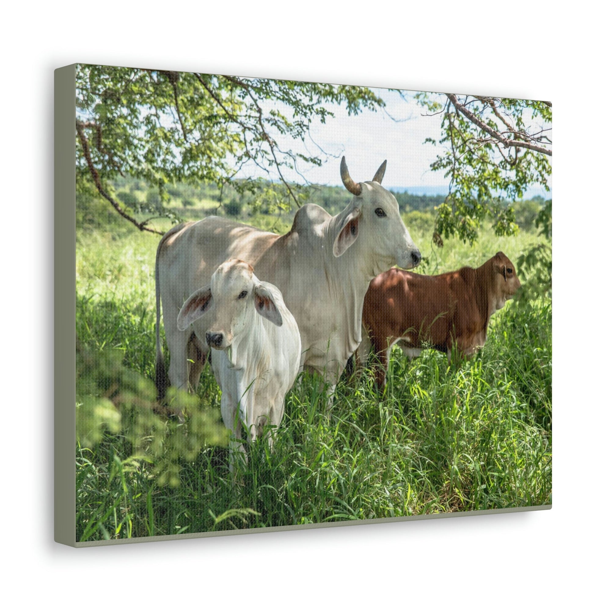 Scripture Walls Zebu Hunting Zebu on Hunt Print Animal Wall Art Wildlife Canvas Prints Wall Art Ready to Hang Unframed-Express Your Love Gifts