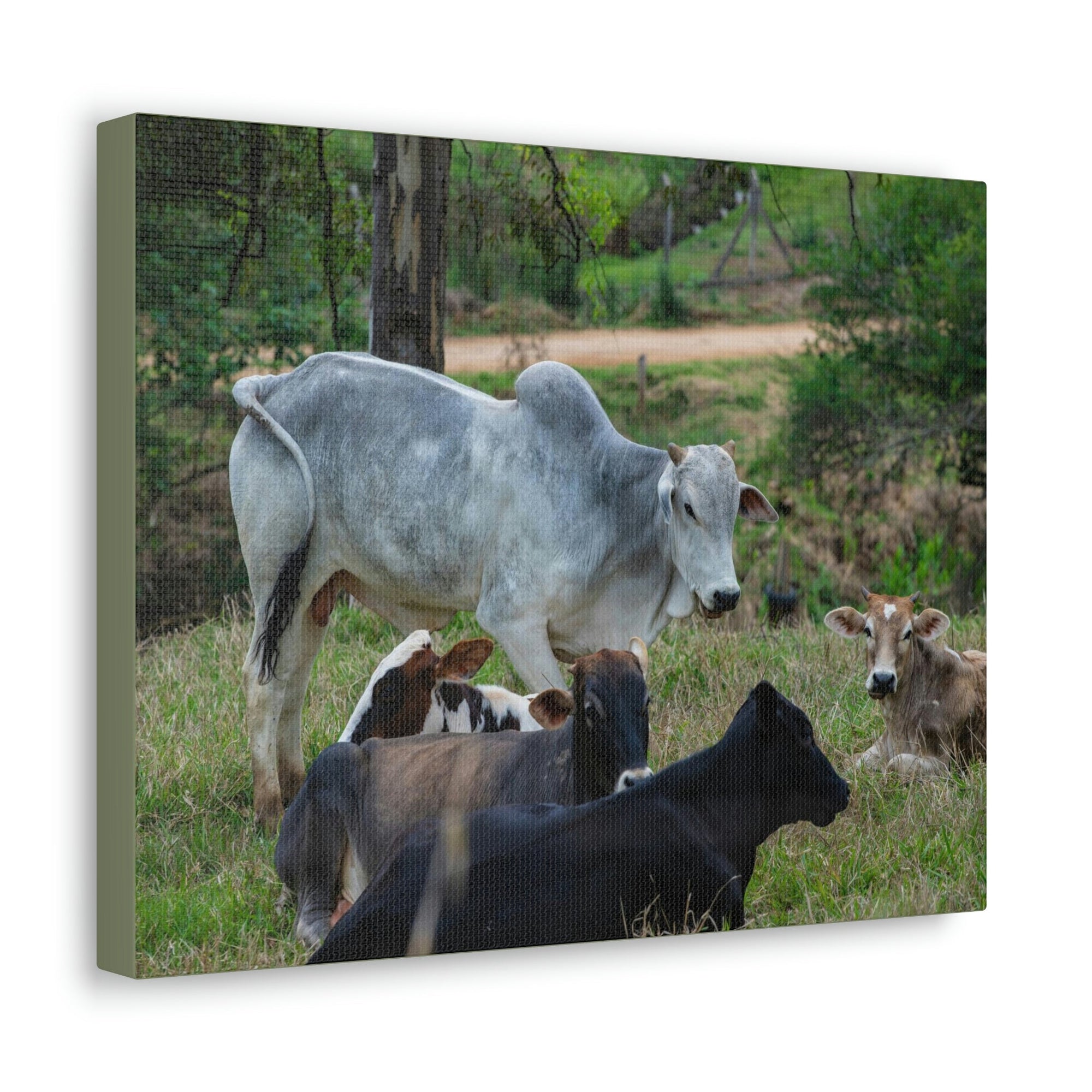 Scripture Walls Zebus Group Zebu Troop Print Animal Wall Art Wildlife Canvas Prints Wall Art Ready to Hang Unframed-Express Your Love Gifts